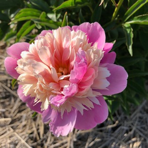 5月★栃木県小川さんの芍薬