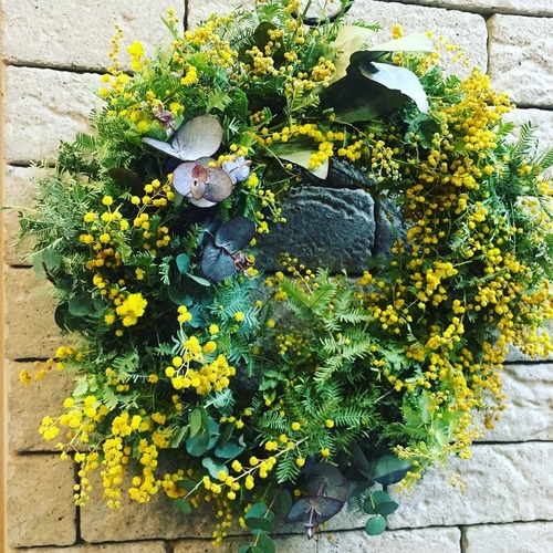 Mimosa wreath L