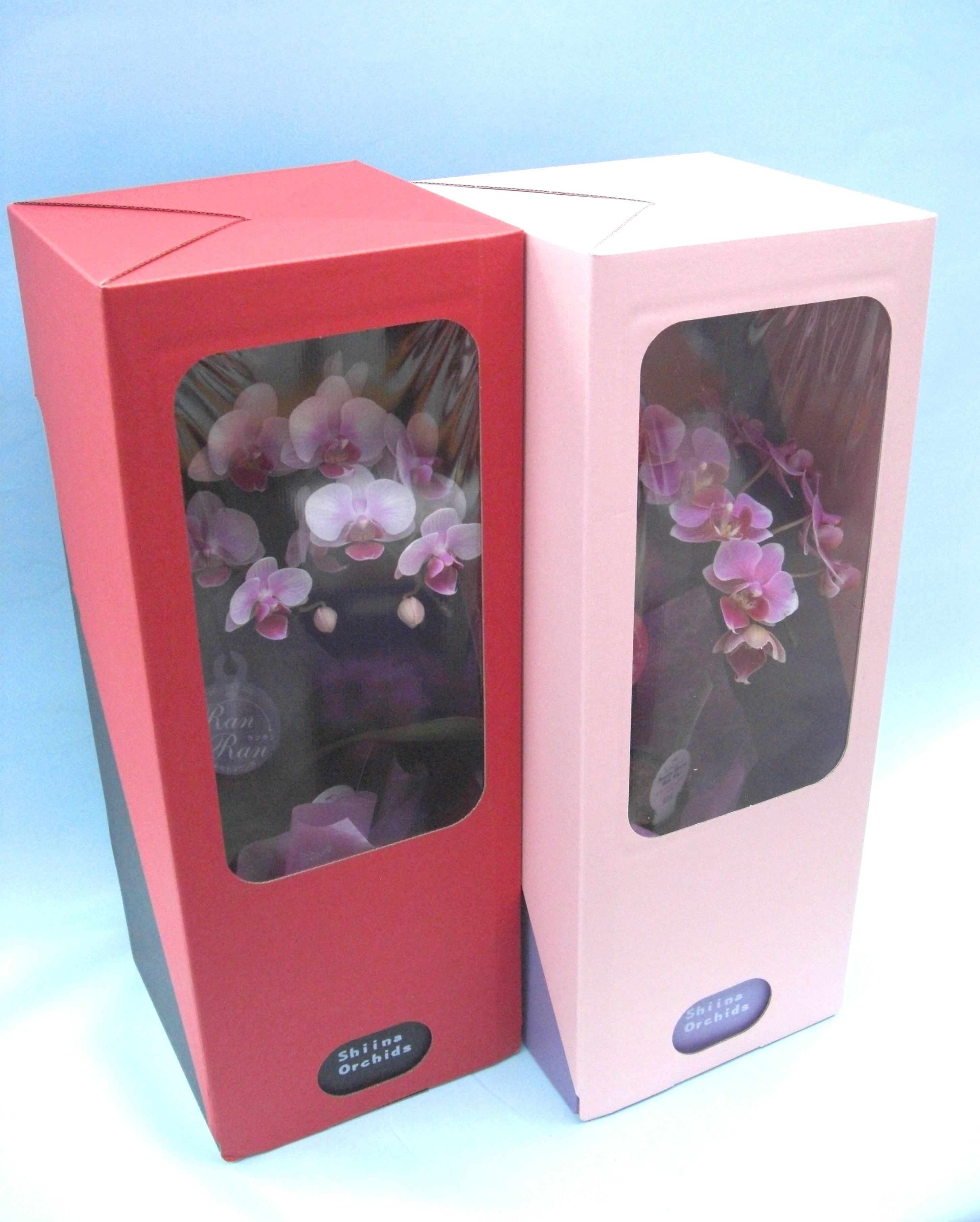 お得なセット 毎日入荷胡蝶蘭2ケース マイクロ胡蝶蘭2本立 3号 『2WAYギフトBOX入り』 | Tokyo small gift