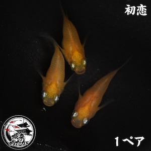 〖1ペア〗初恋ダルマ　メダカ 成魚｜改良メダカ 人気品種 メダカ販売