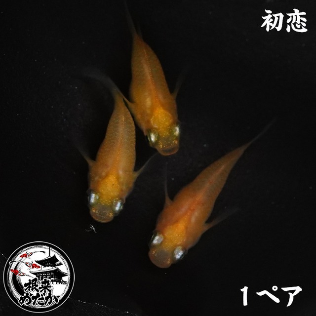 〖1ペア〗初恋ダルマ　メダカ 成魚｜改良メダカ 人気品種 メダカ販売