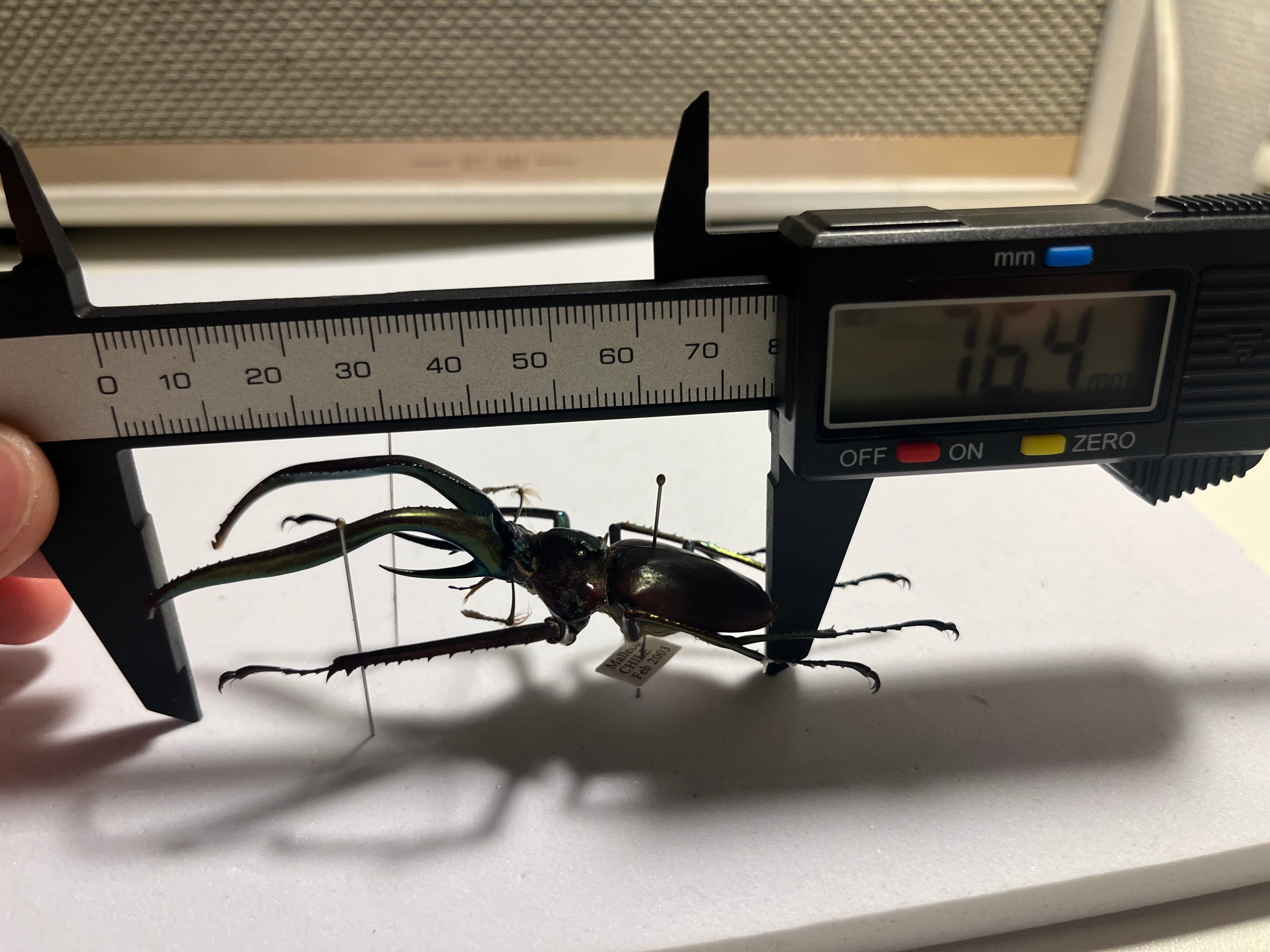 75mm】チリクワガタ メタリフェルホソアカクワガタ Wild 昆虫標本