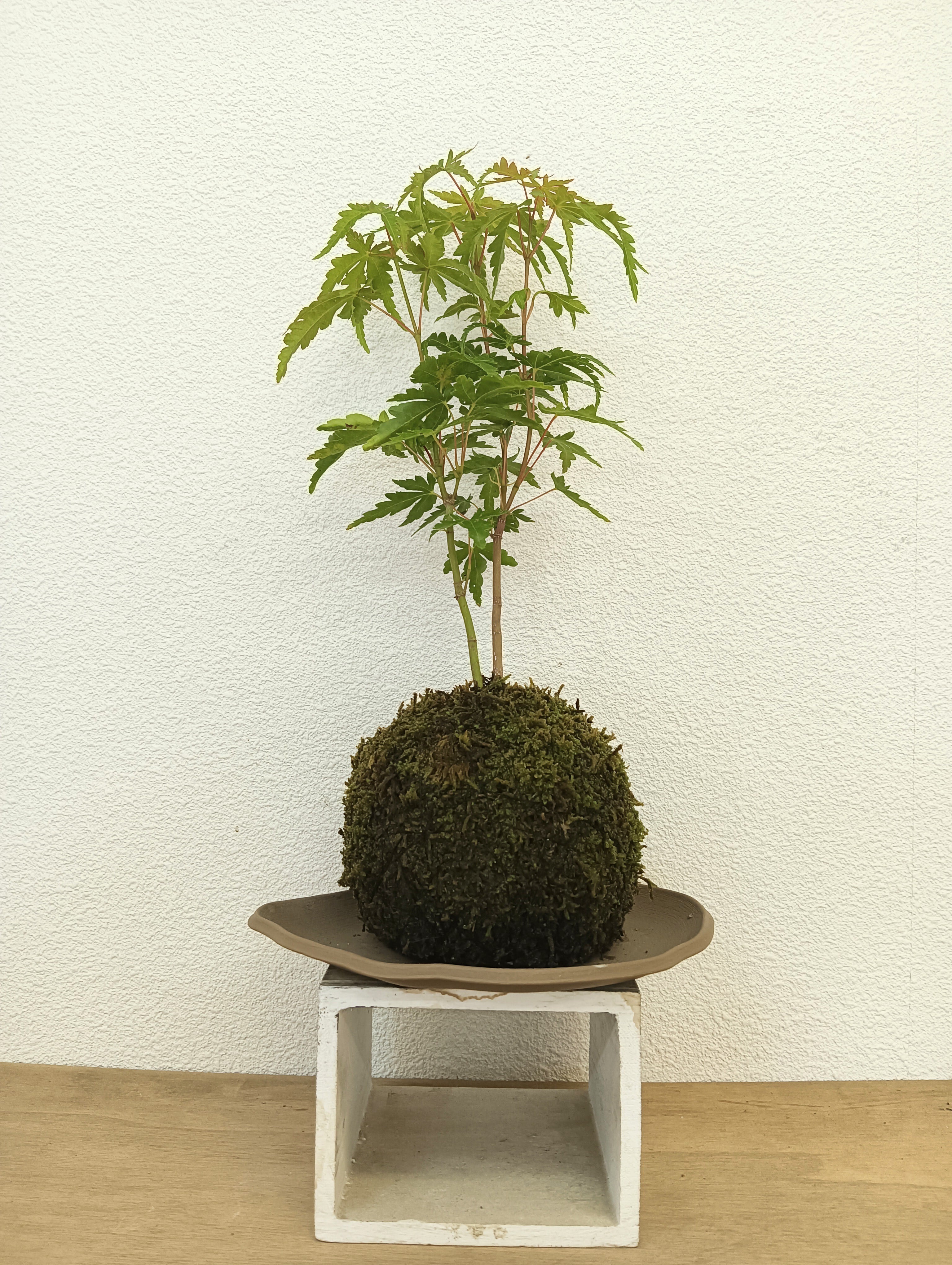 苔玉・苔 endo NORA spin off 〜阿賀の苔玉〜 (@weaving.ties_moss