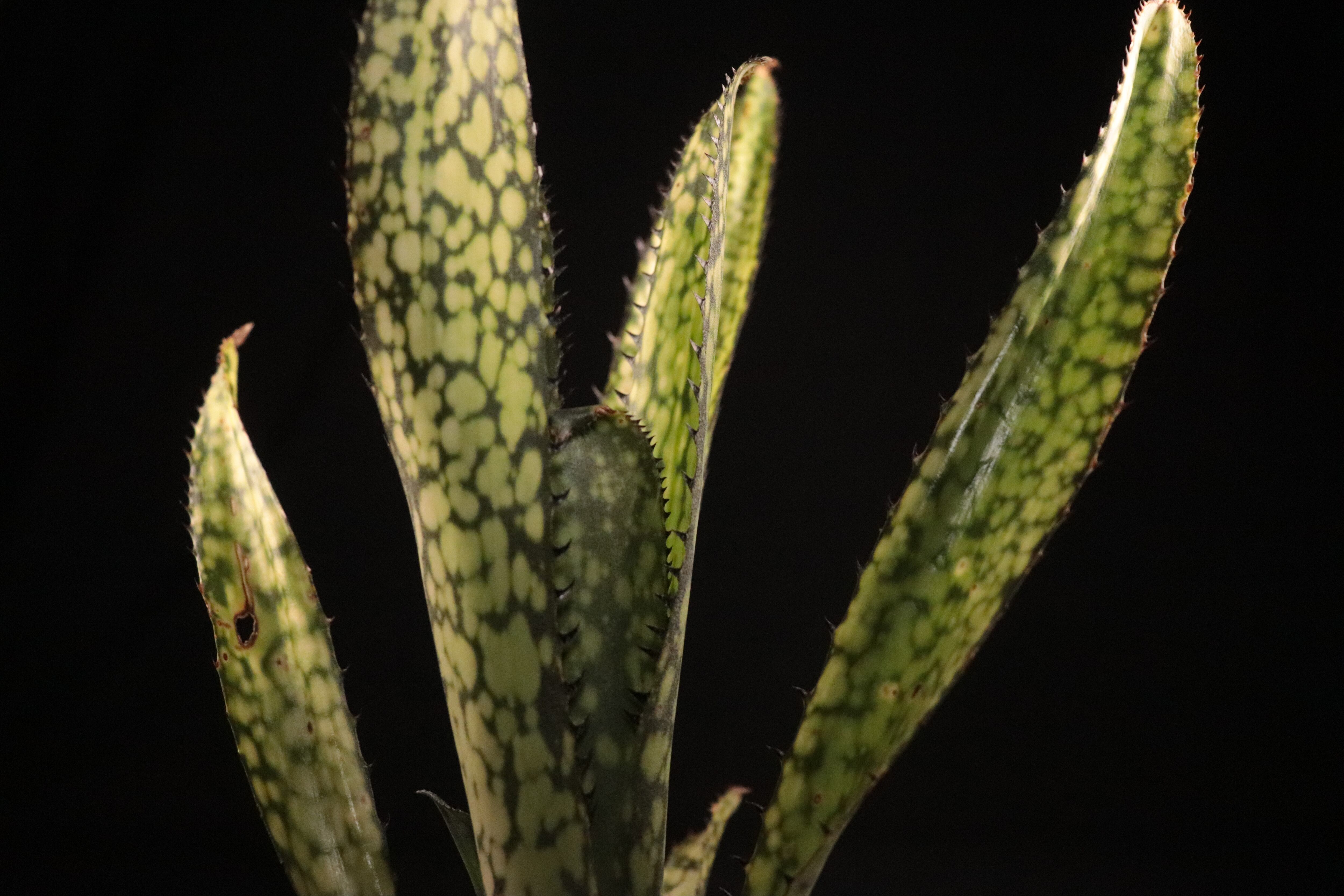 送料無料】Billbergia 'Kolan Apocalyptic' x 'Kolan Crunch 送料無料】Billbergia 'Kolan Apocalyptic' x 'Kolan Crunch
