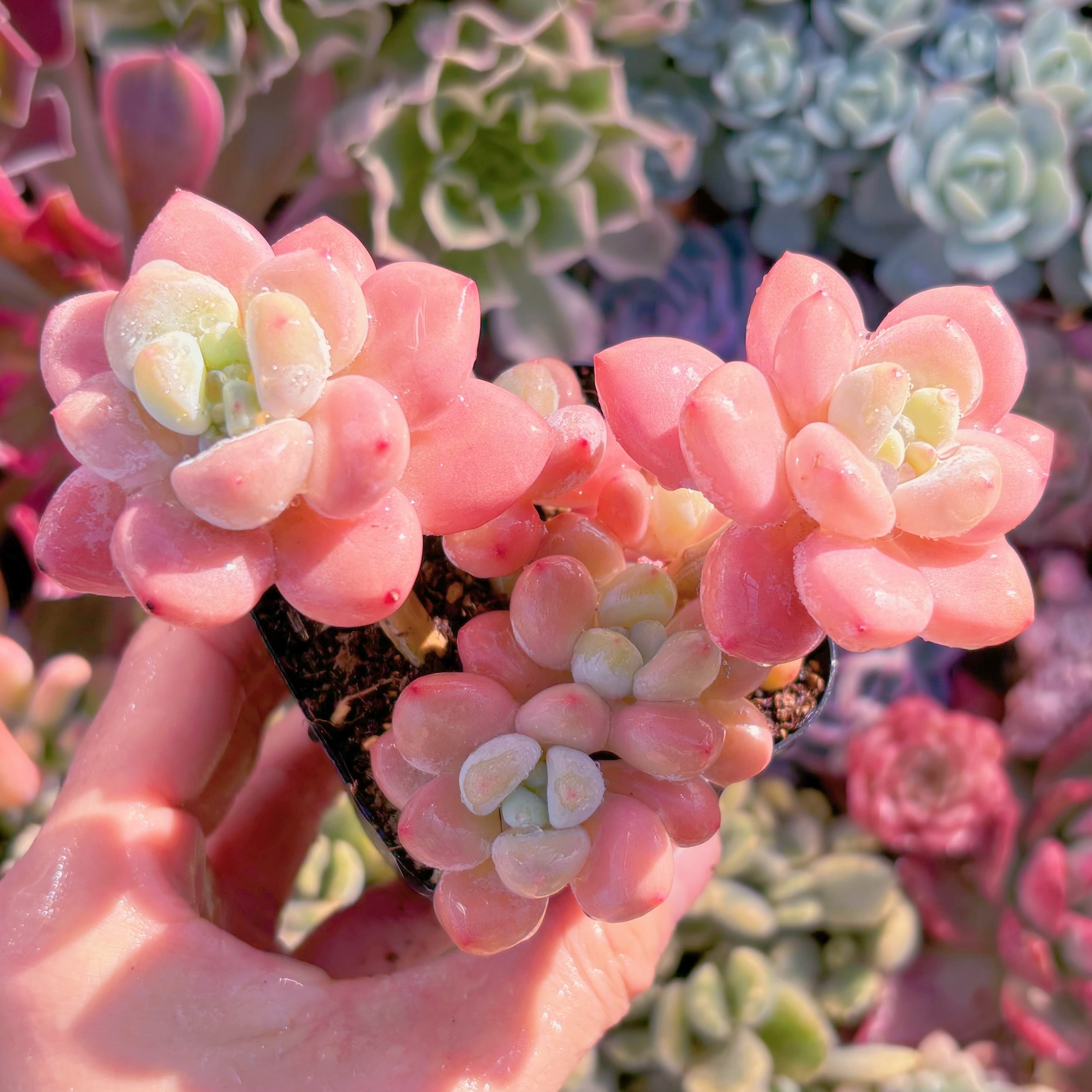 現品　マカロン#640　群生　新入荷　るる農園