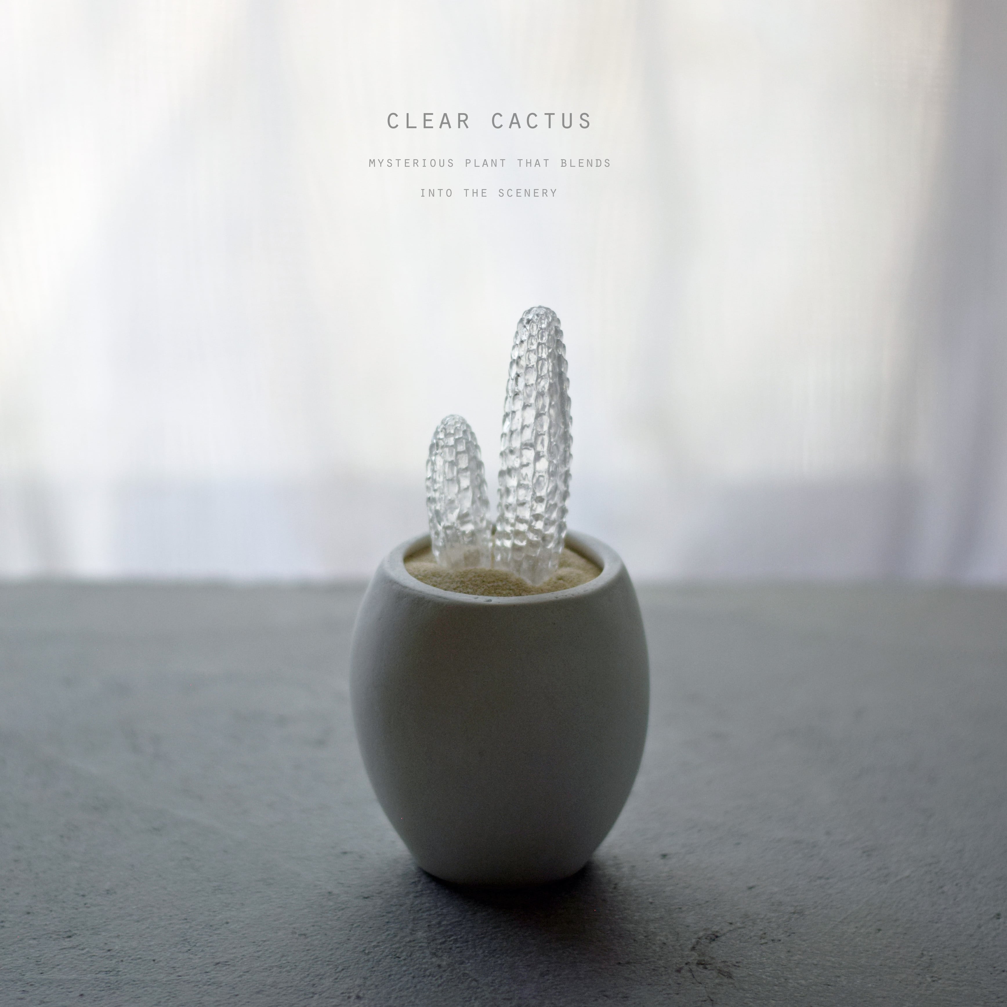 透明サボテン 010 a | echidna