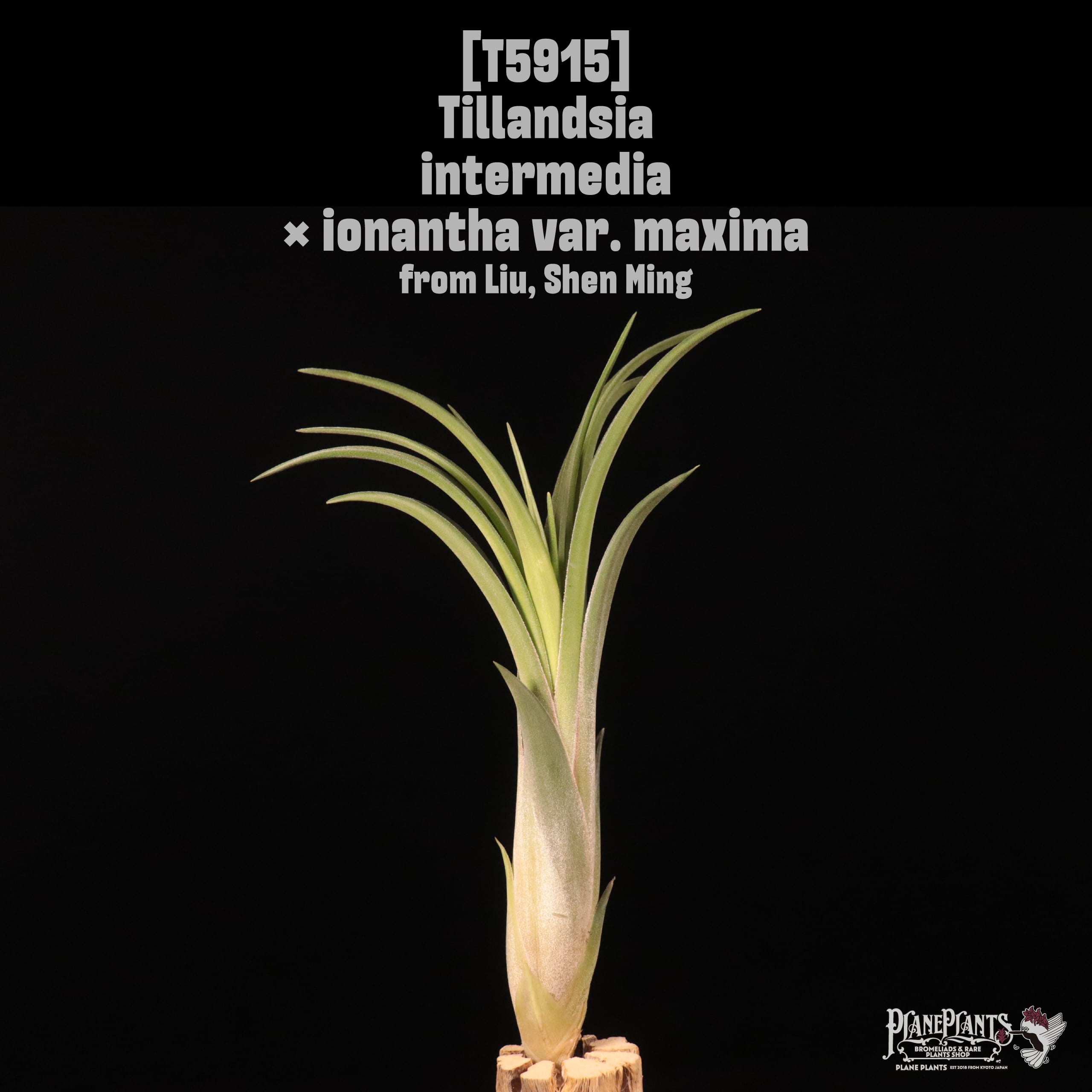 □ TILLANDSIA [AIR PLANTS] | plane plants