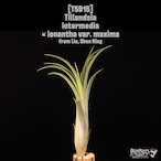 Tillandsia intermedia × ionantha var. maxima〔エアプランツ〕T5915