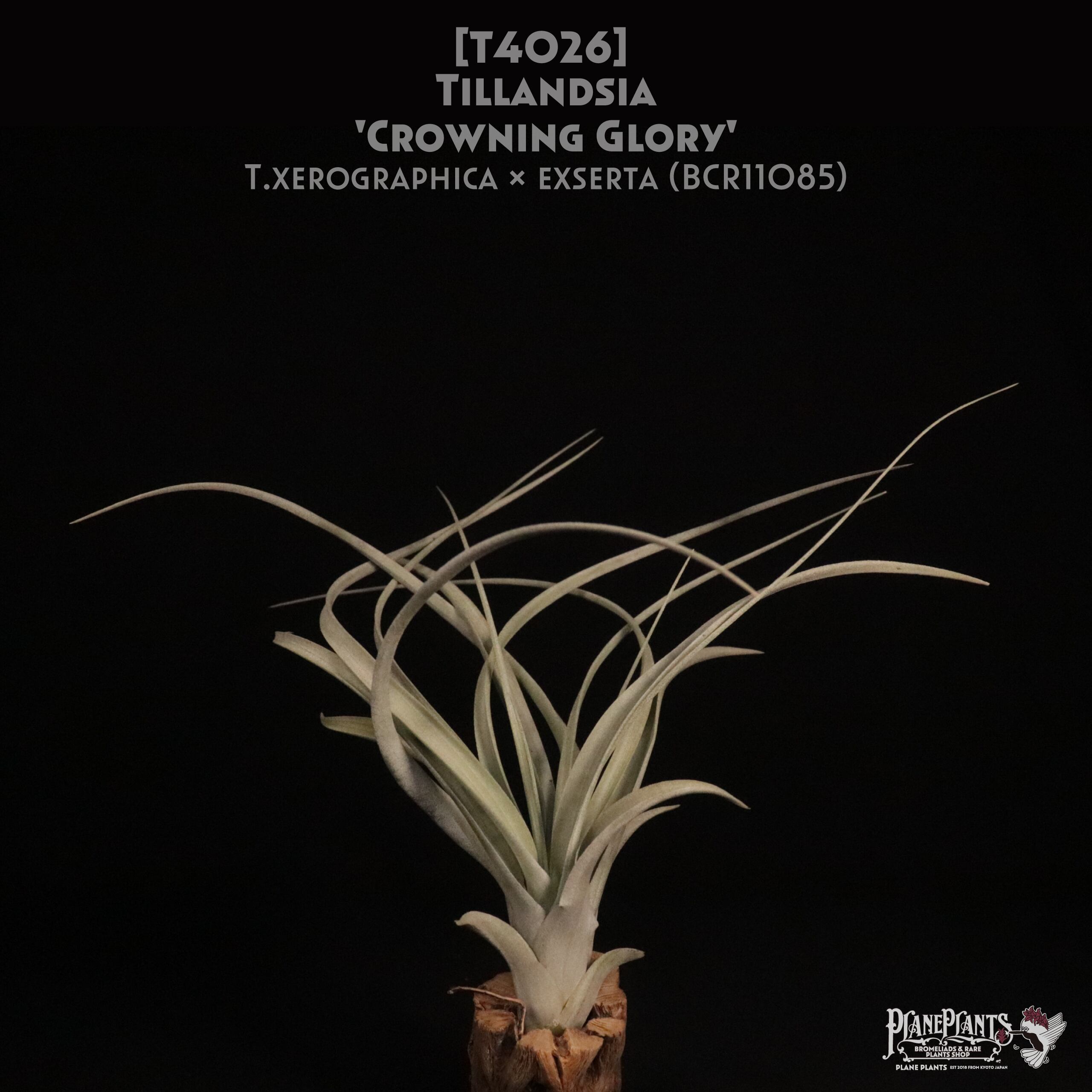 【送料無料】'Crowning Glory'〔エアプランツ〕現品発送T4026