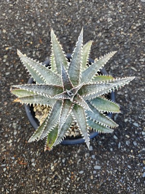 ディッキア・バンコクスター×ティー・レックス　Dyckia.・Bangkok Star×T-Rex