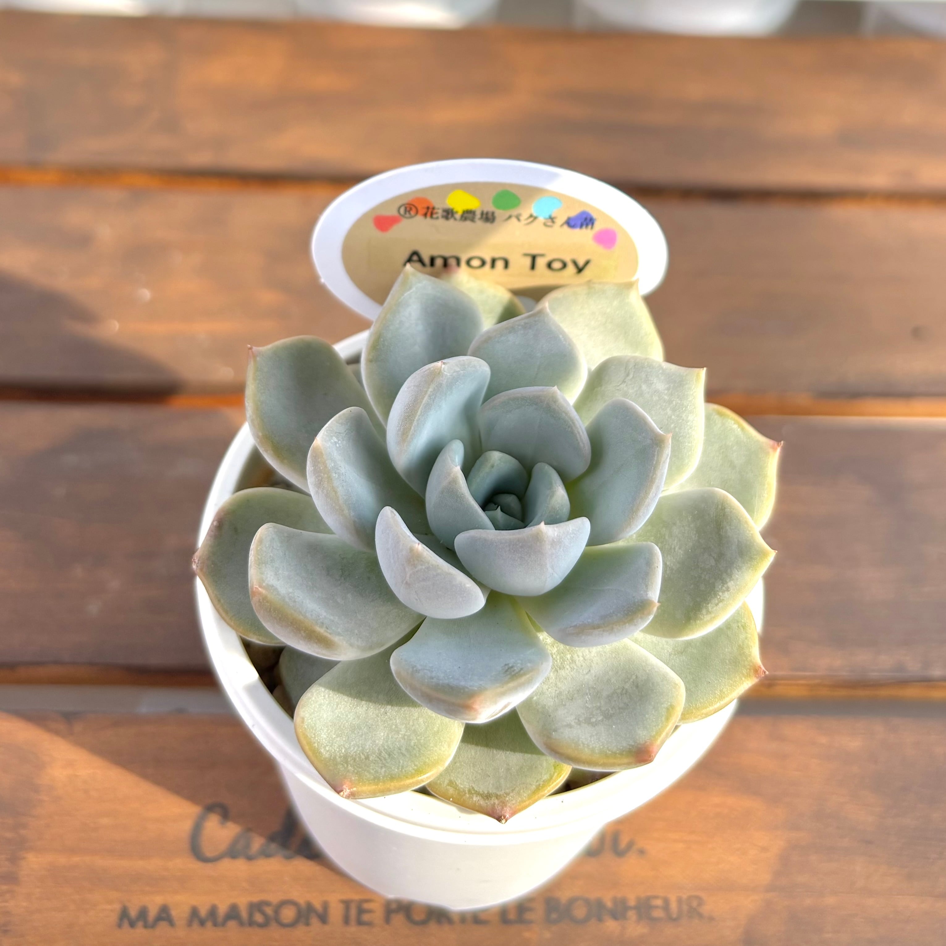 アモントイ ®️花歌農場パクさん苗 | ようせいのしっぽ