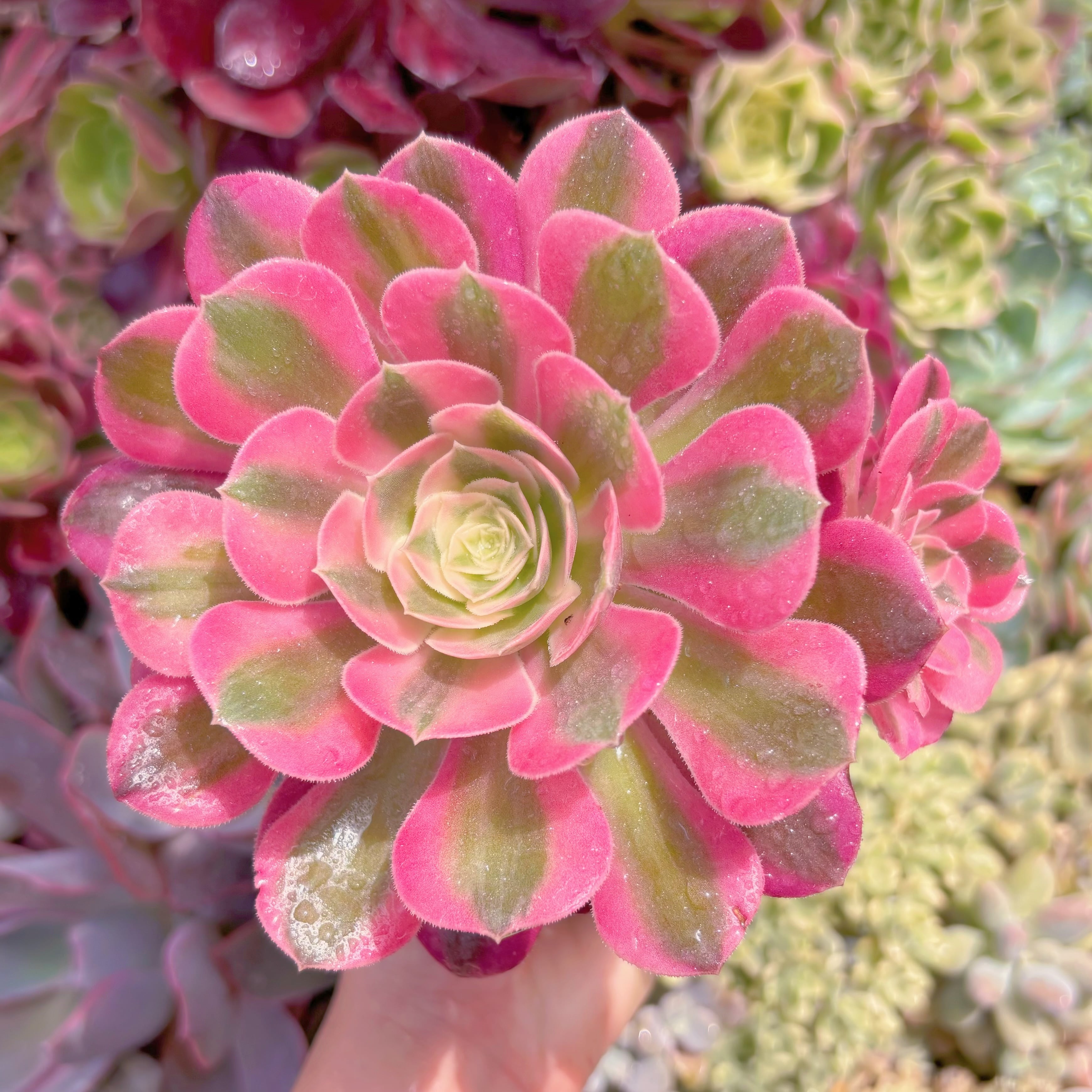 現品　アフラダイティ#F217　るる農園