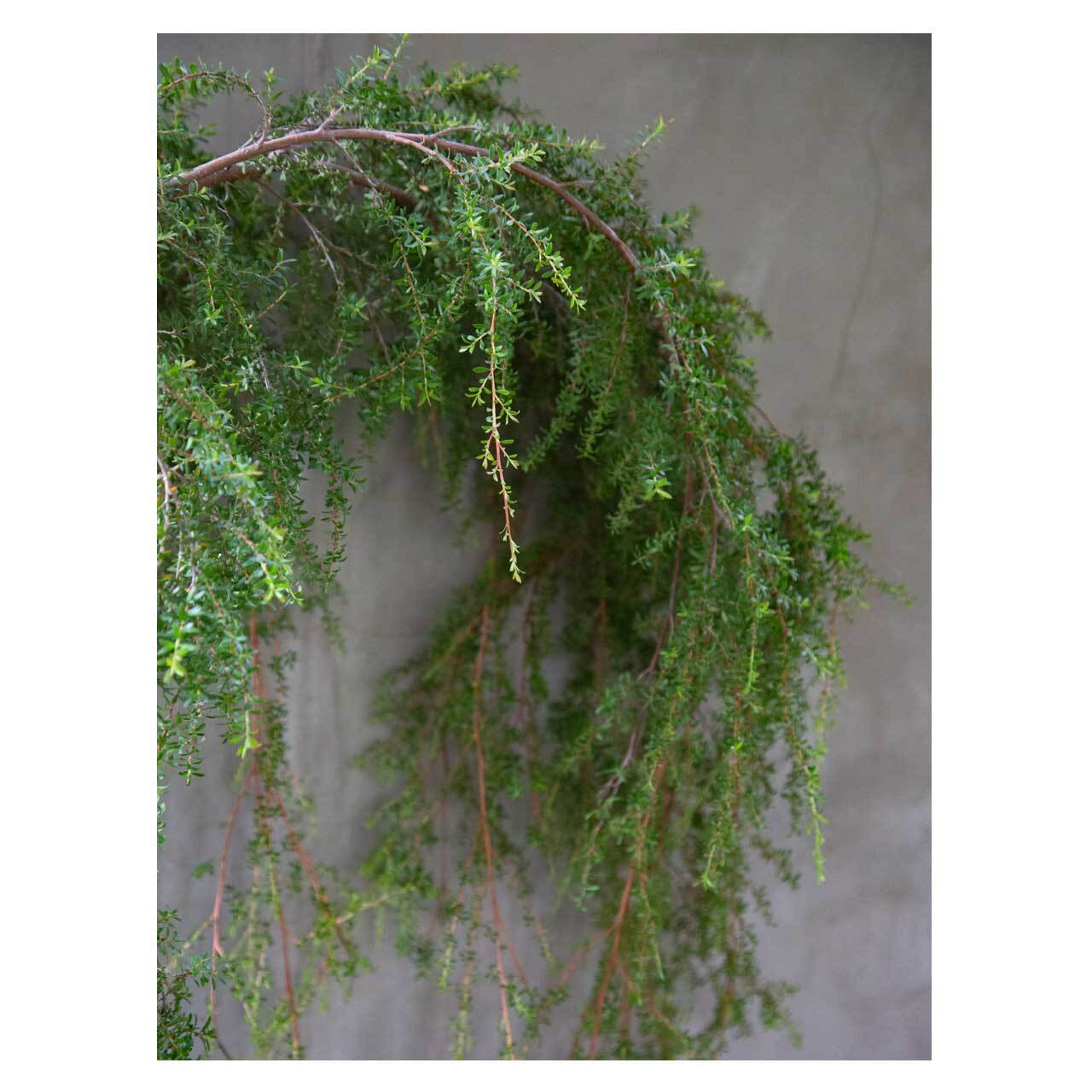 オージープランツ　希少品種　レプトスペルマム　バーチカルドロップ　特大 オージープランツ 希少品種 レプトスペルマム バーチカル