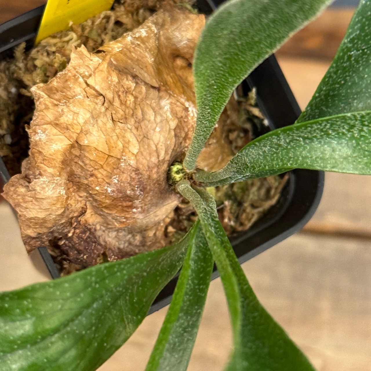 ビカクシダ　Platycerium Trident(Mt Lewis × Hillii)【556】