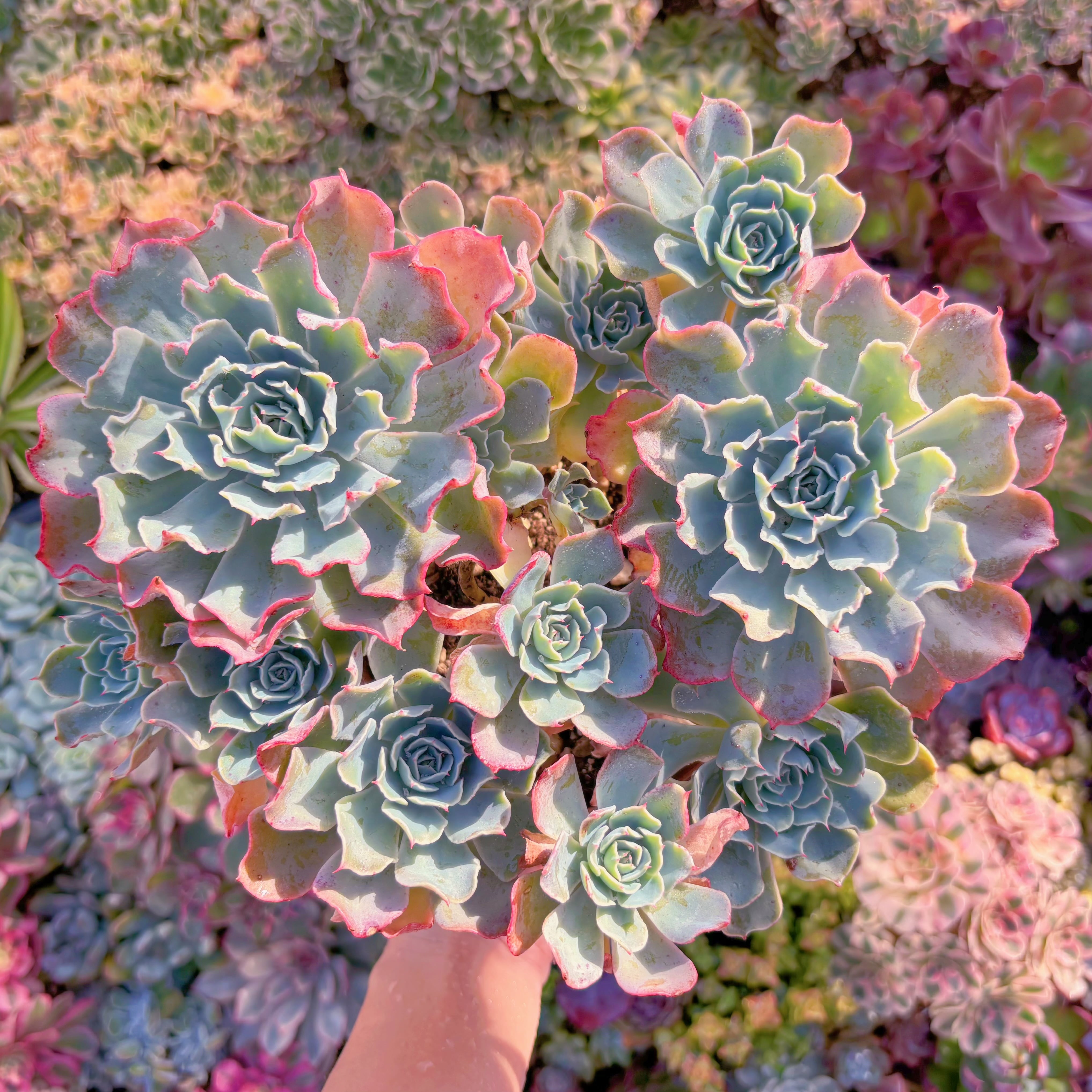 現品　Tsunami#517　特特大群生　新入荷　るる農園