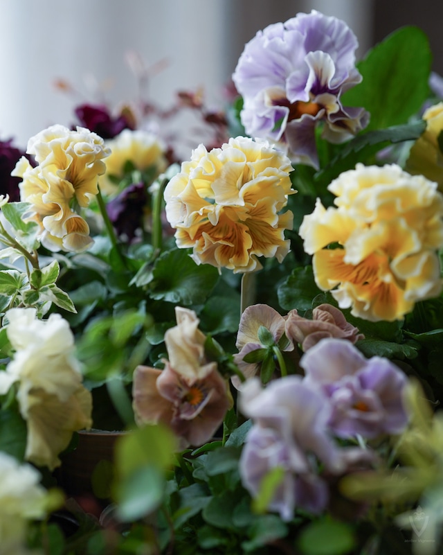 【花苗セット】 黄色のラッフルパンジー＋ラベンダー色、赤紫ビオラのミニ寄せ植えセット