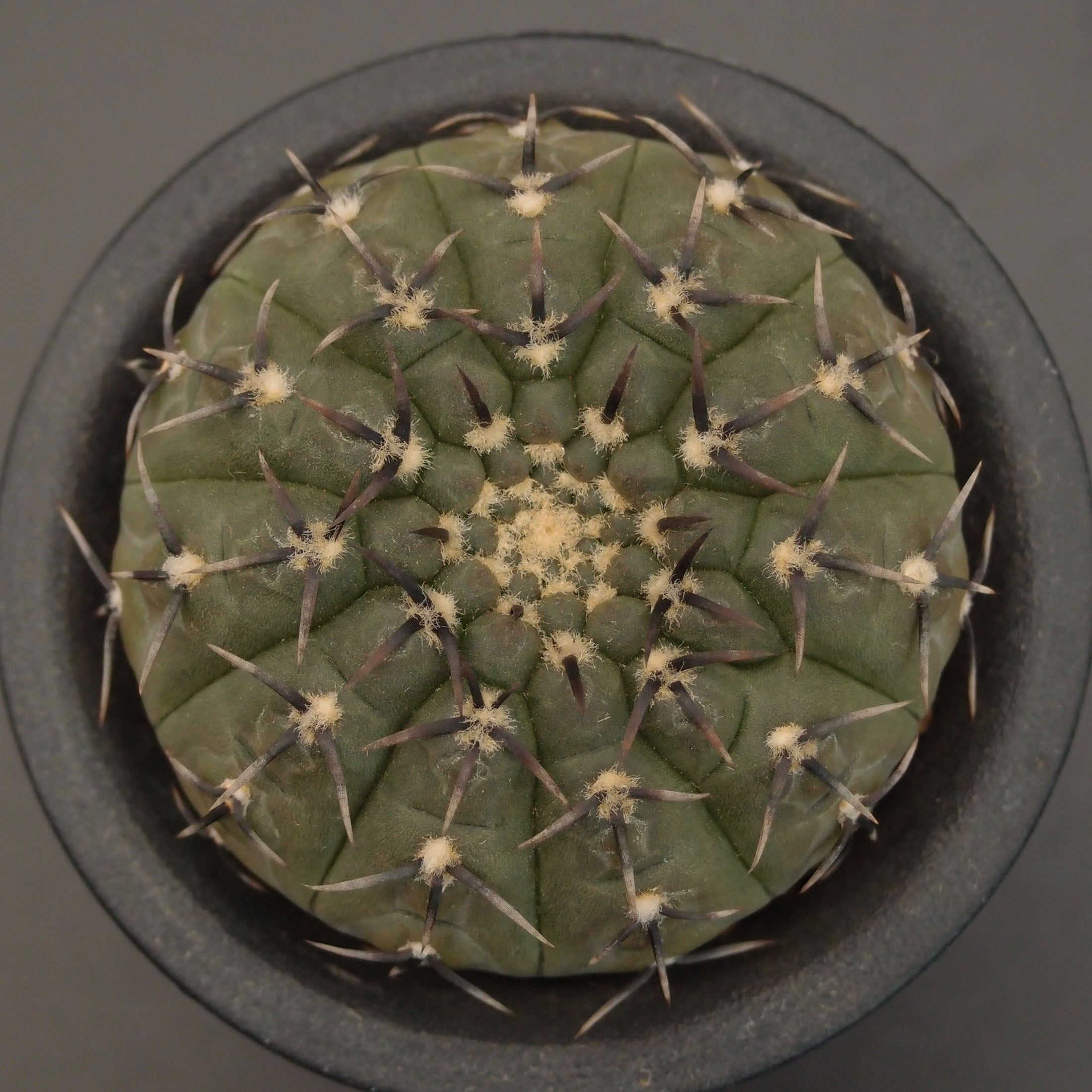 黒刺鳳頭　実生　選抜 黒刺鳳頭 (B01)：ギムノカリキウム属 ※実生 | 万緑 BAN RYOKU