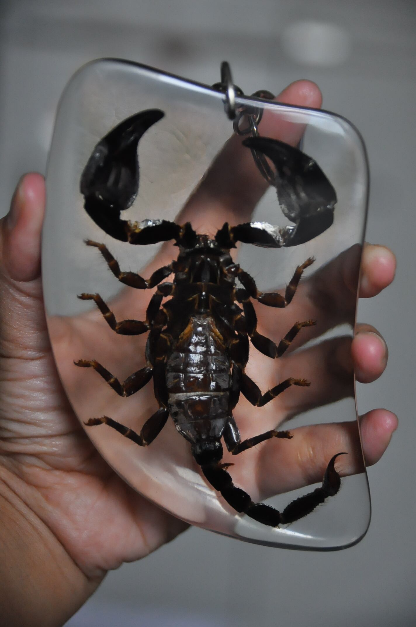 巨大 サソリ キーホルダー Heterometrus cyaneus 昆虫標本 | いんどねし屋 - Made in Indonesia by  Midorikopen - powered by BASE