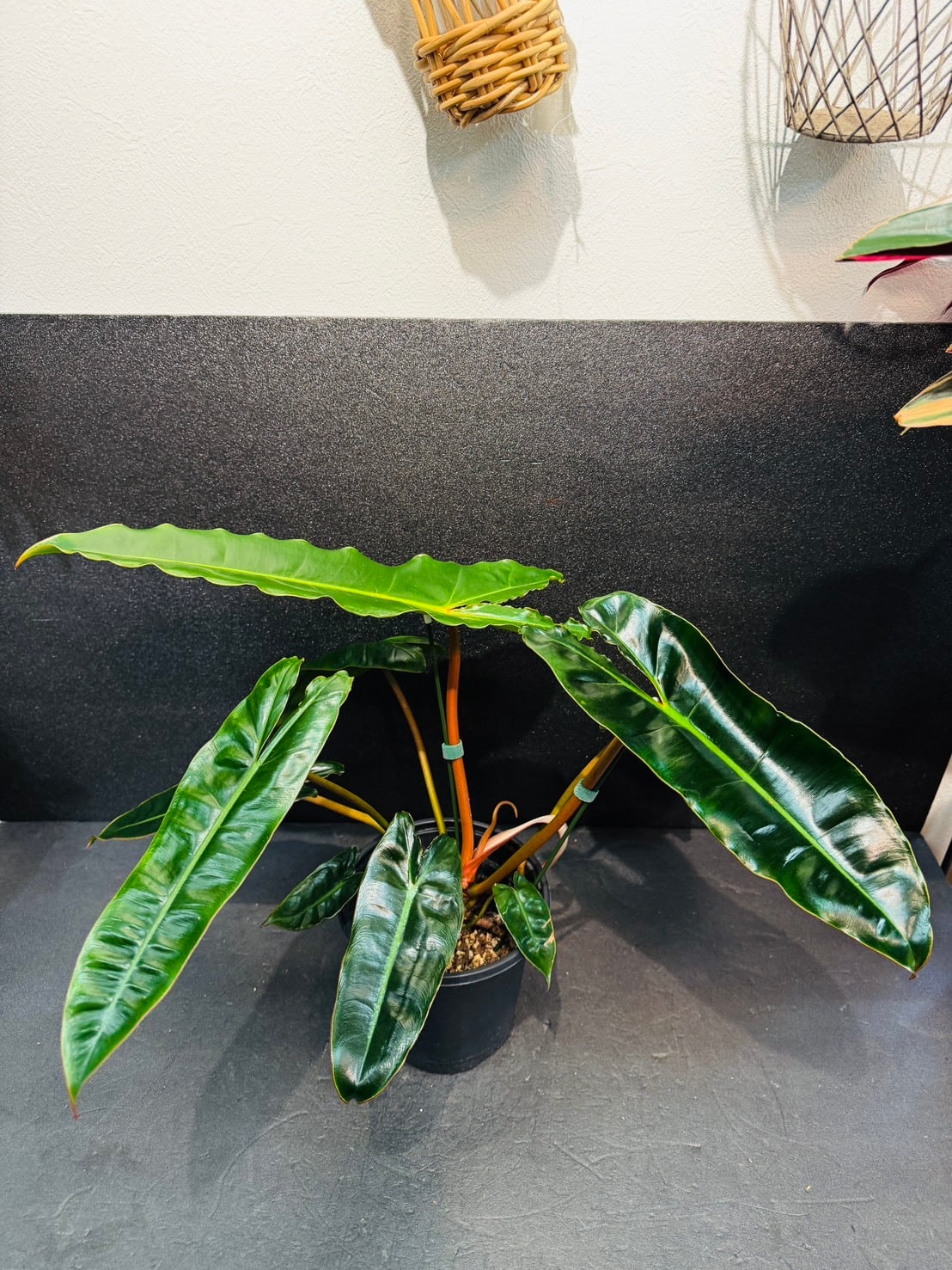 ビレッティアエ フィロデンドロン 観葉植物 4号 | 観葉植物と雑貨のお