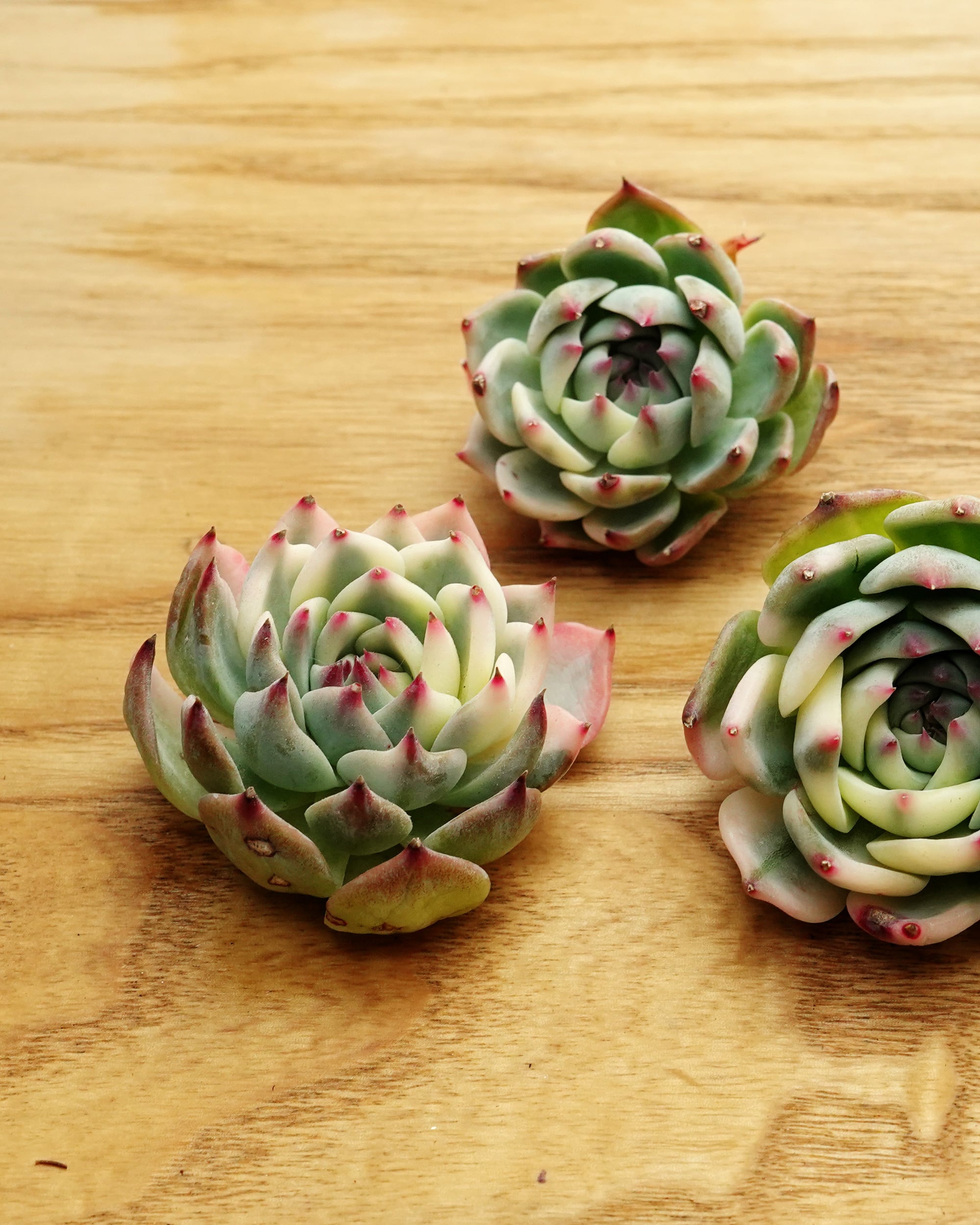 発根済カット苗 パープルバタフライ錦 Echeveria 'Purple Butterfly