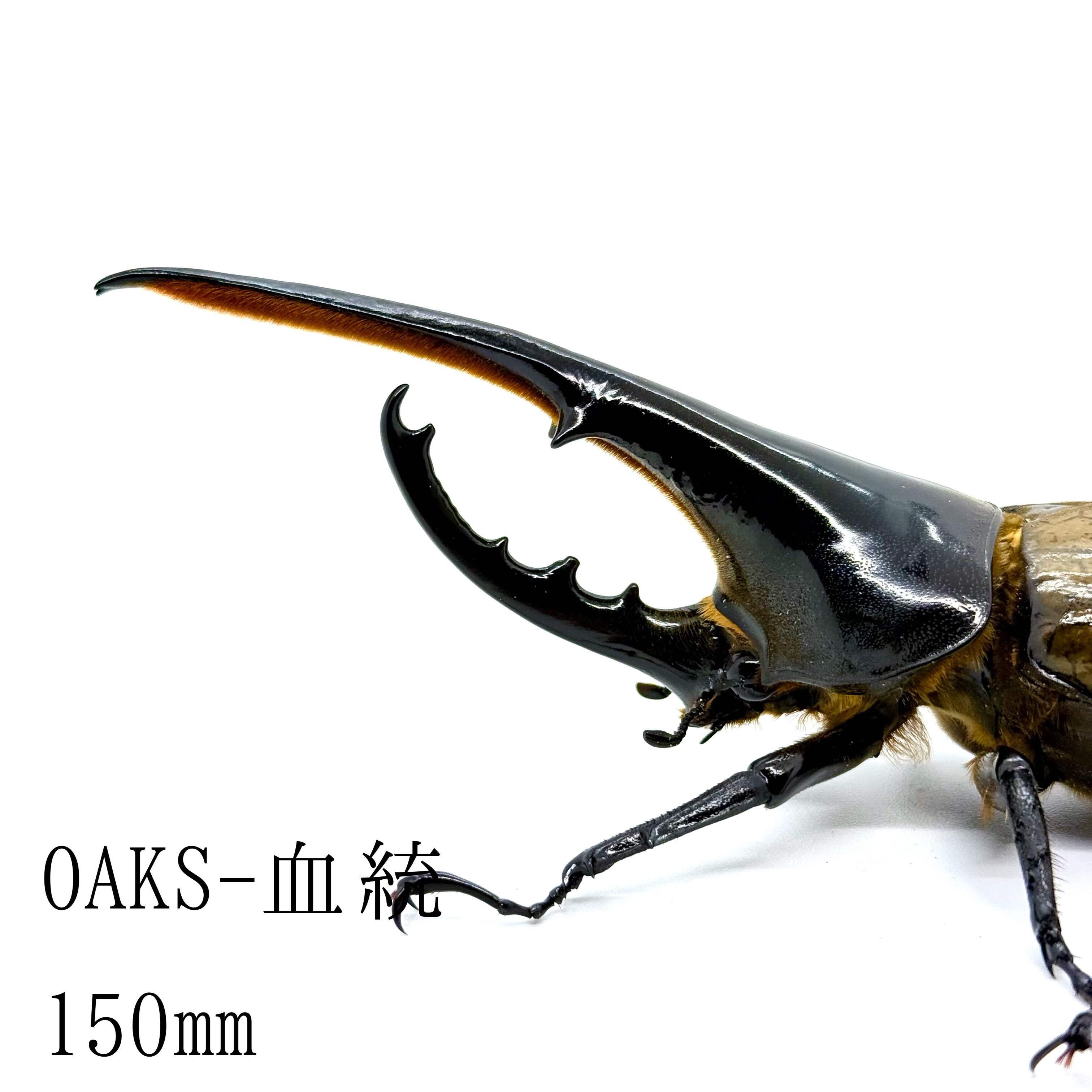 昆虫ゼリー(ホワイト) / ワイド / 50個 / (Insect jelly) | ヘラクレス