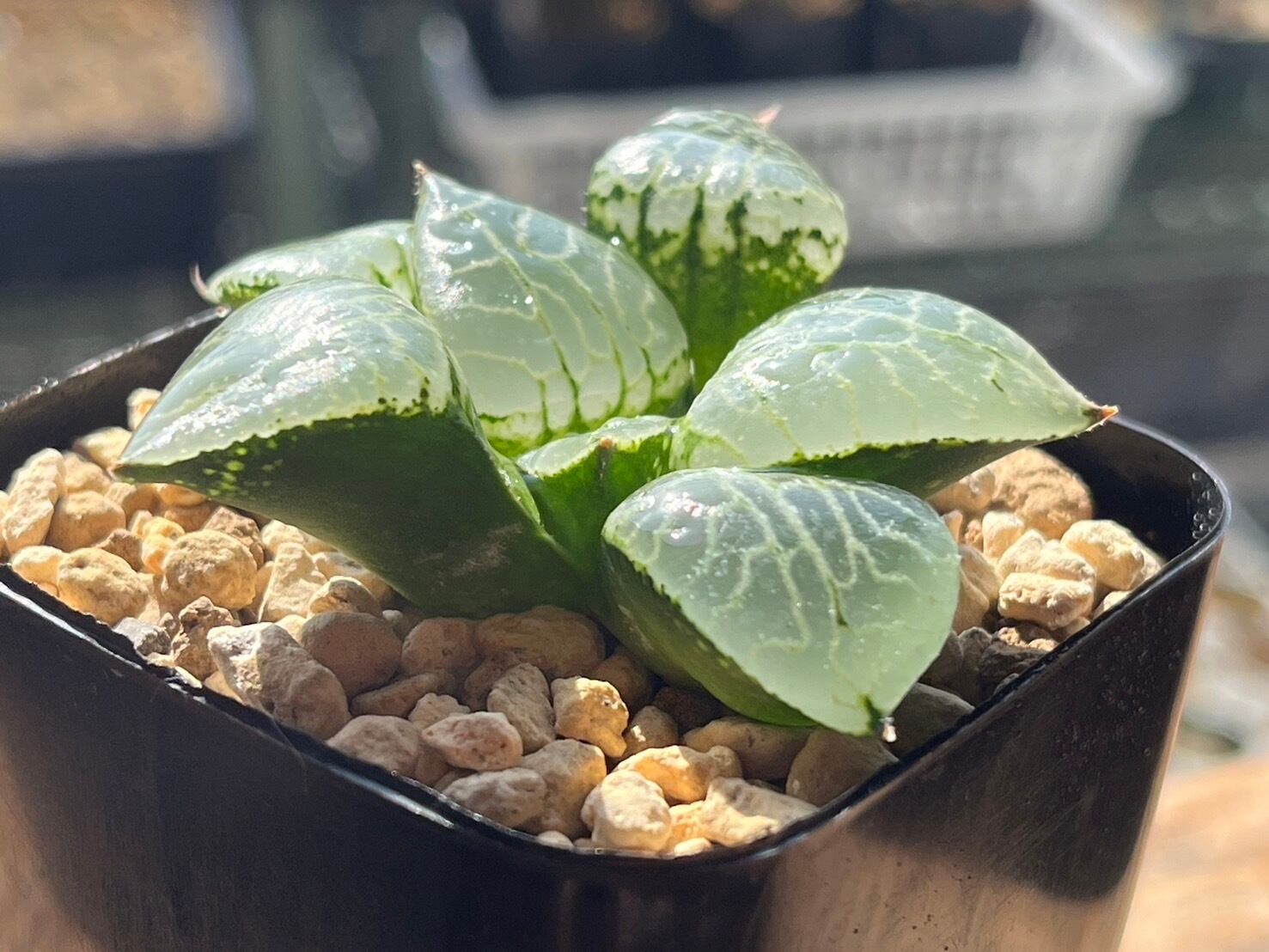 8A ハオルチア 多肉植物 九尾狐糊斑 自家繁殖 【公式通販】