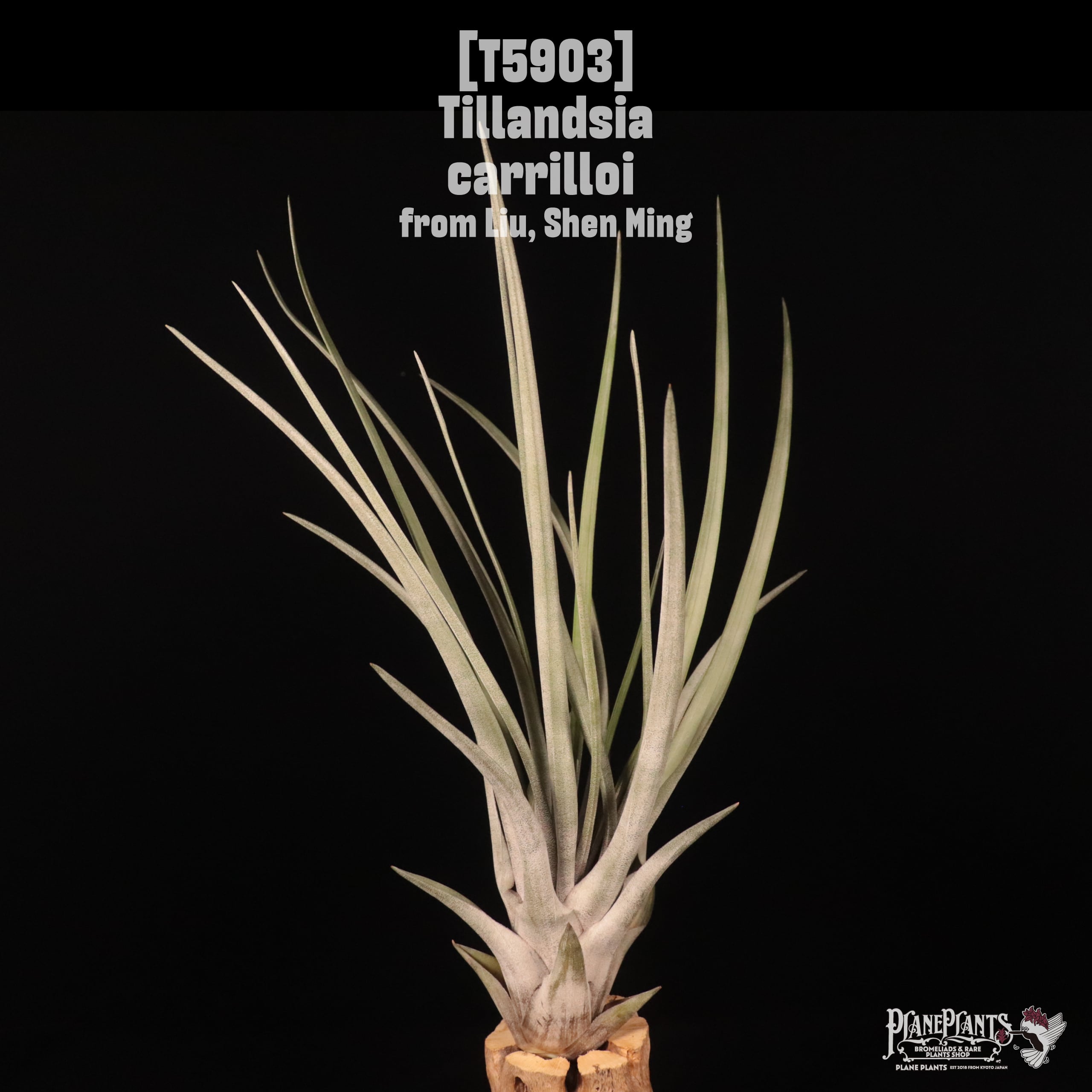【reserved】Tillandsia carrilloi〔エアプランツ〕T5903