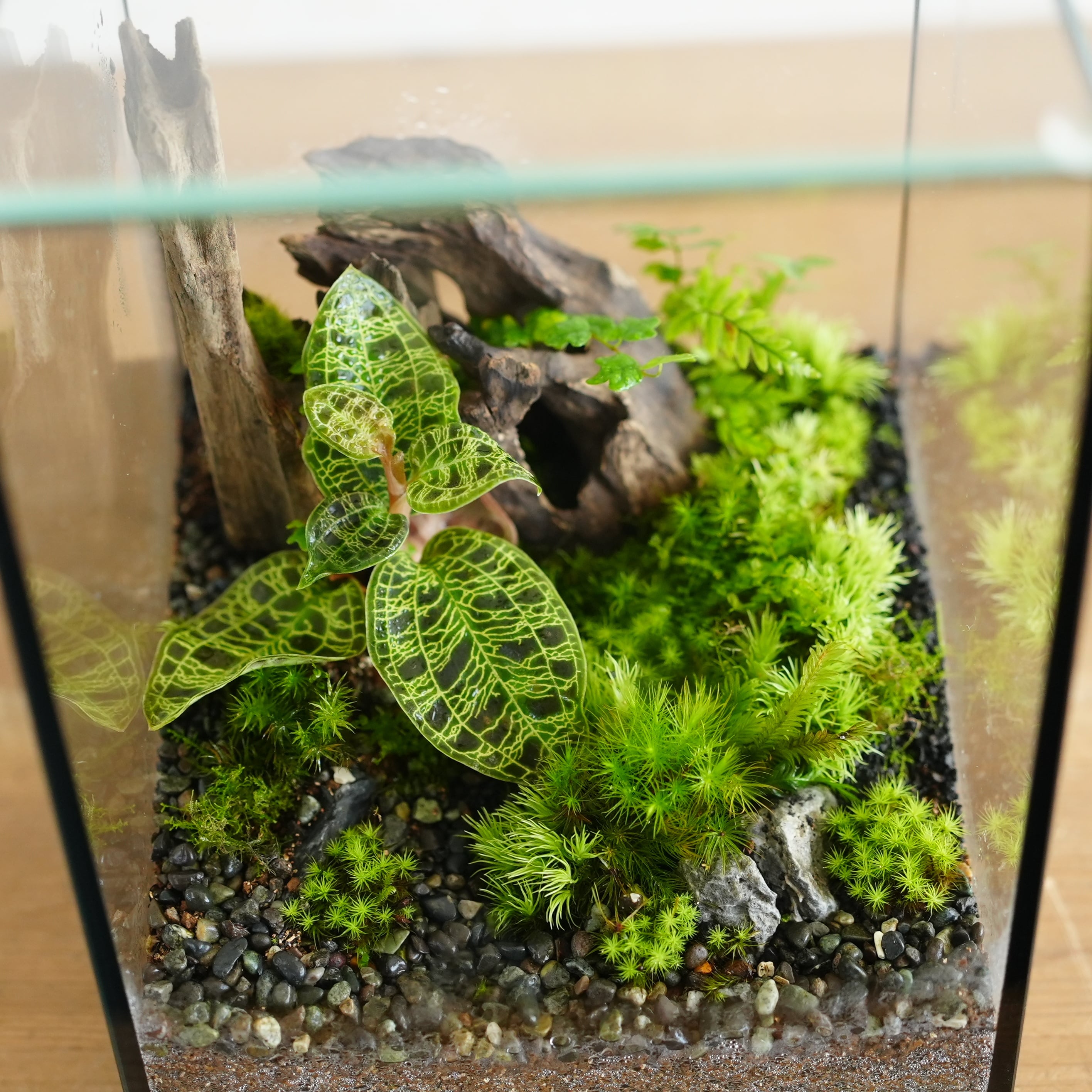 苔テラリウム 苔テラリウム作品『森の宝石』◇限定作品 7.22＃3 | 苔テラリウム専門