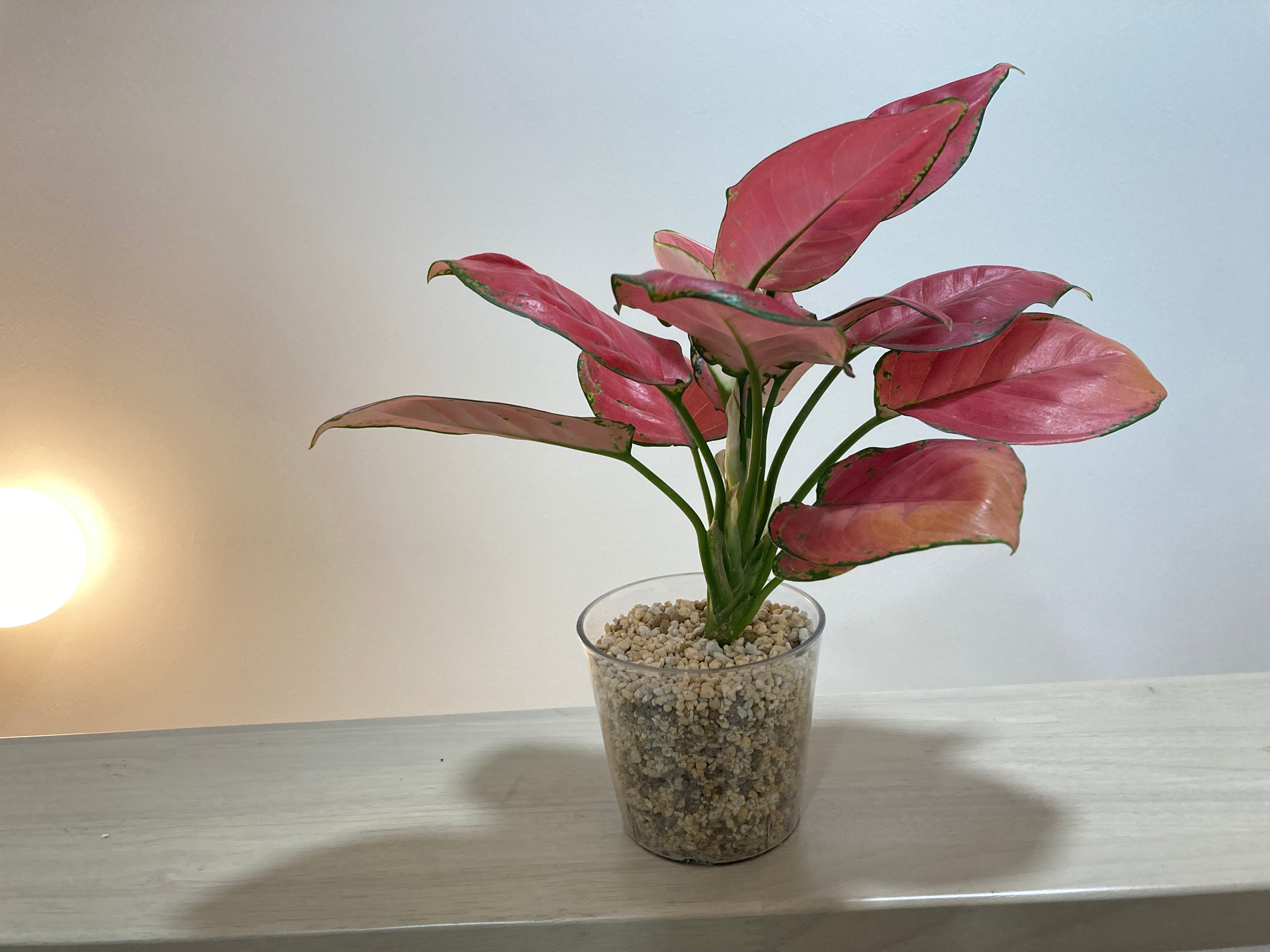 アグラオネマ　鉢仕立て アグラオネマ（赤系） 透明鉢 | YR Life Plants | 防虫、殺虫すみの