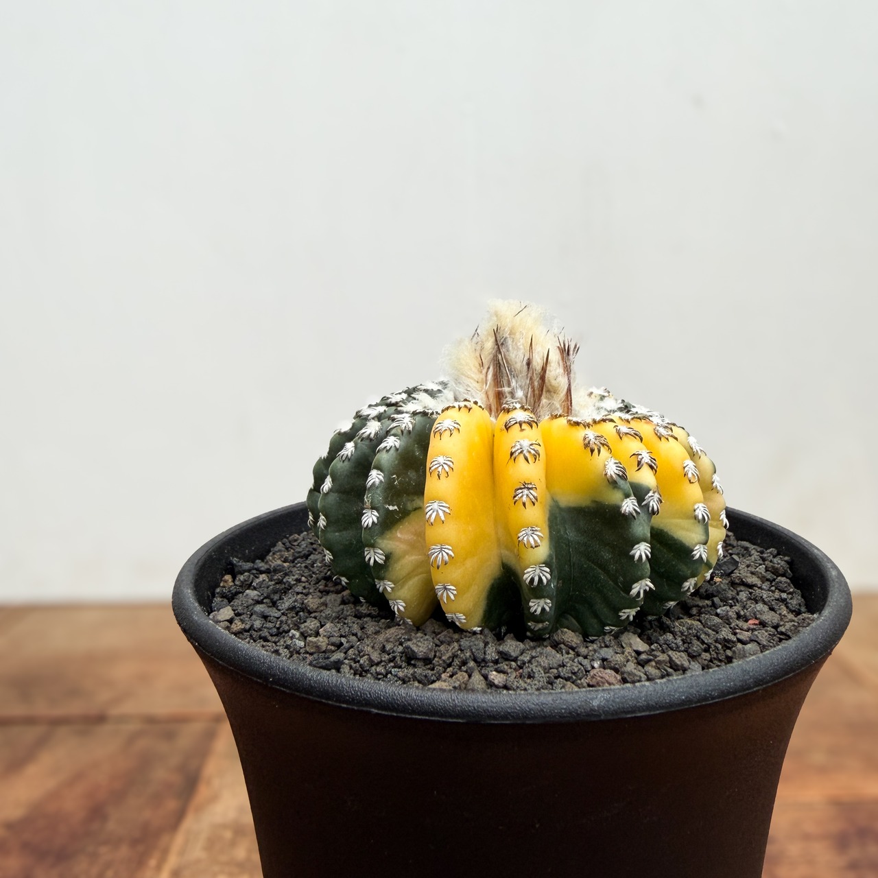 Discocactus horstii variegata【ディスコカクタス・ホルスティ錦】