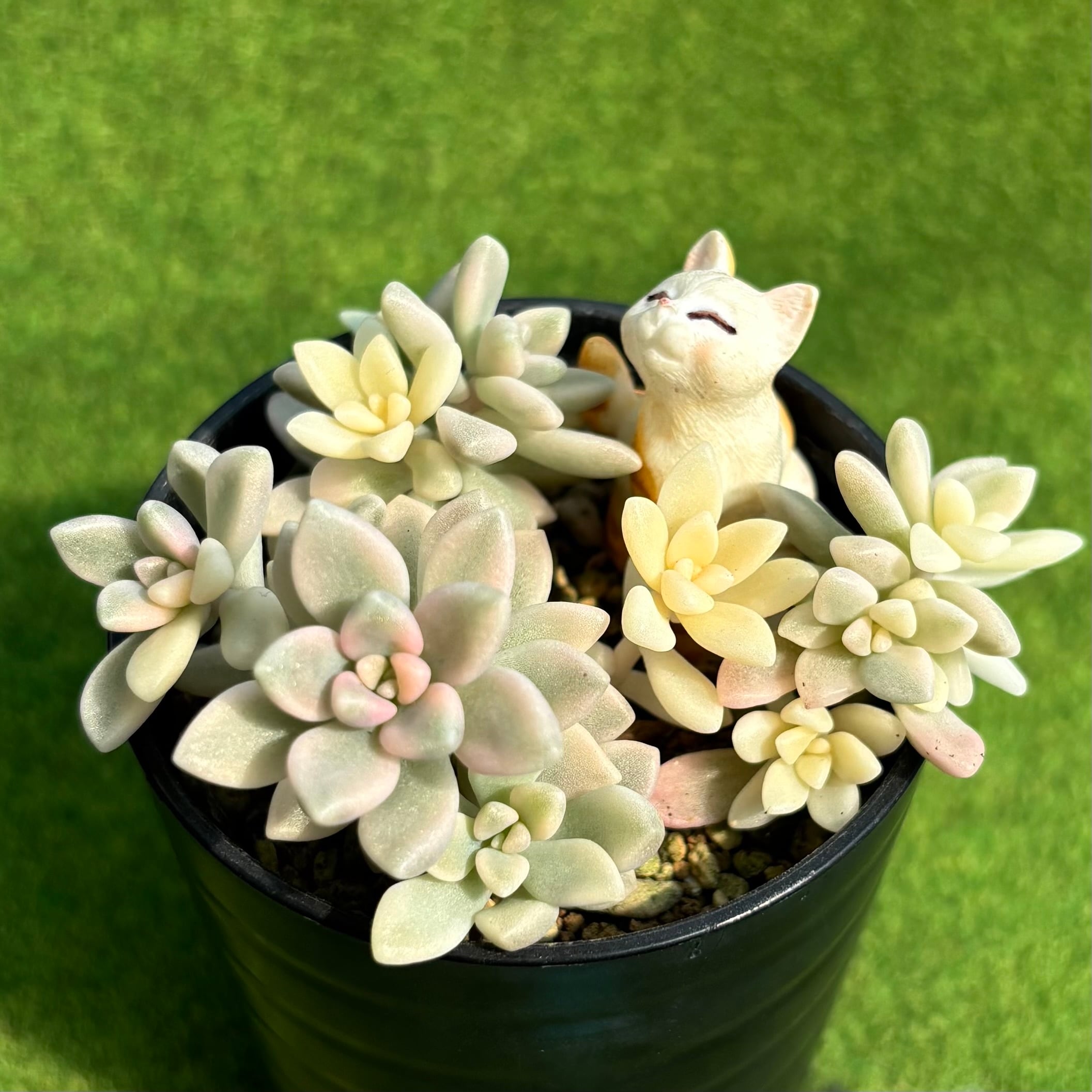 ピンクルルビー錦 | 多肉植物 豆彦商店