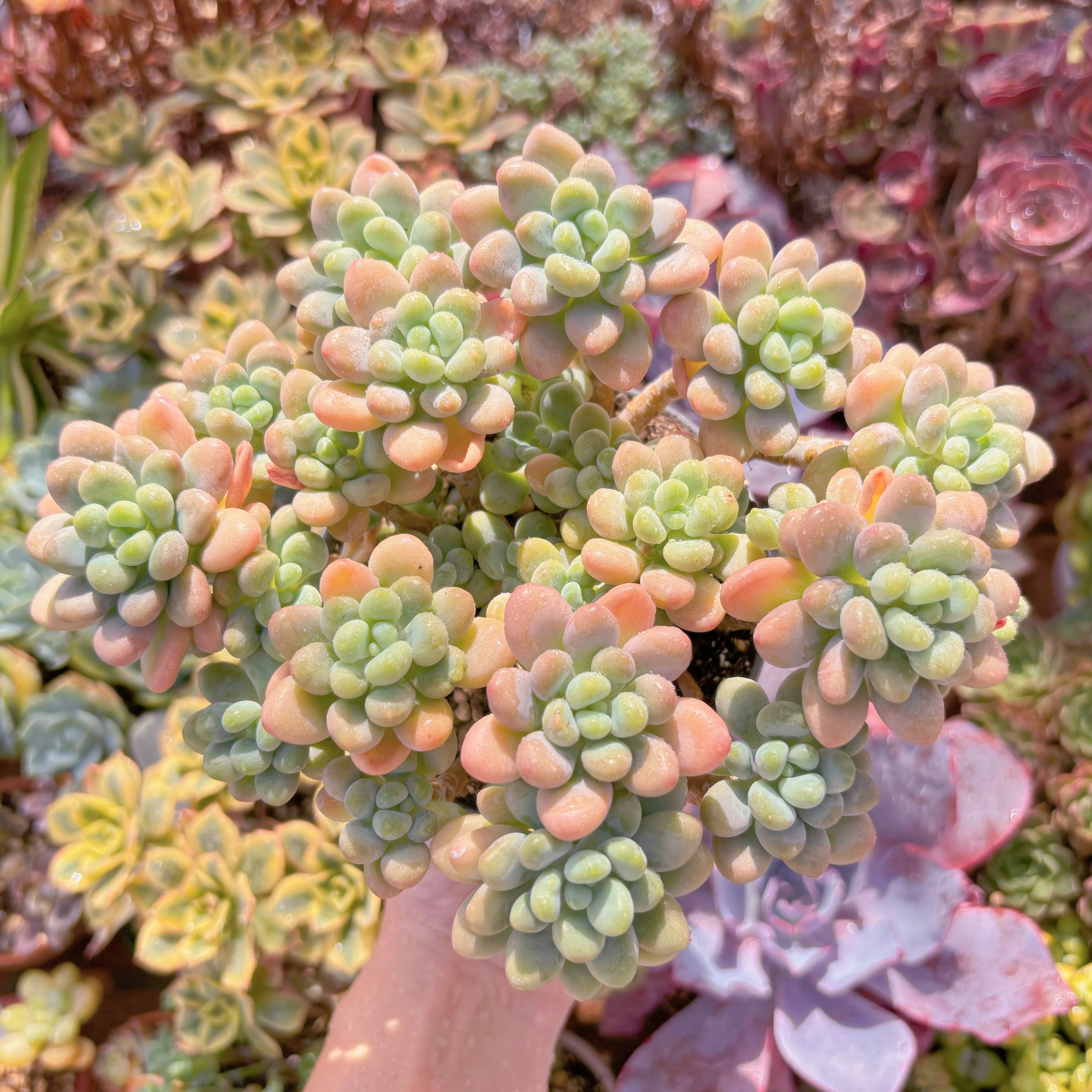 現品　マカロンxロココ#F042　大群生　るる農園