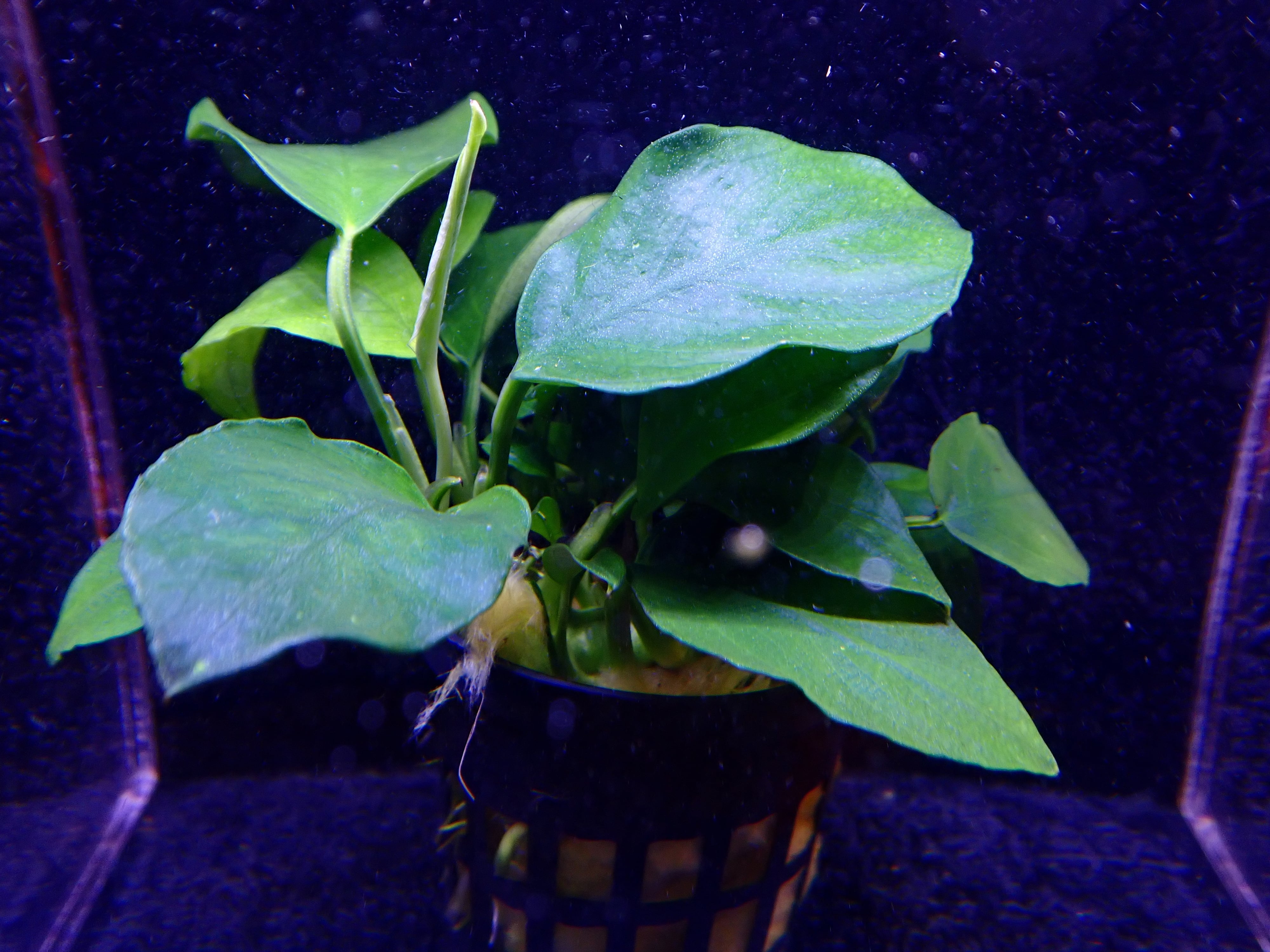 アヌビアス | AQUA SHOP sprout