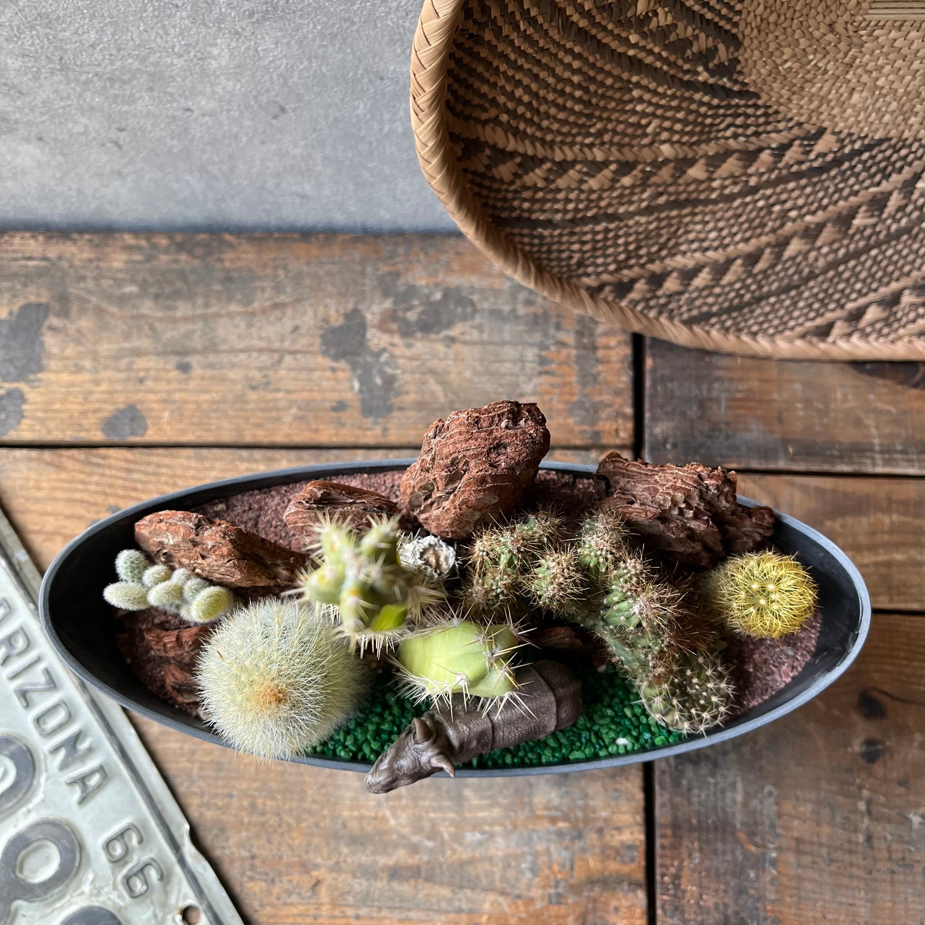 サボテン 約5cm〜10cm サボテン 約5cm〜10cm 柱サボテン 2個セット 鬼面角 ブランチ 多肉植物