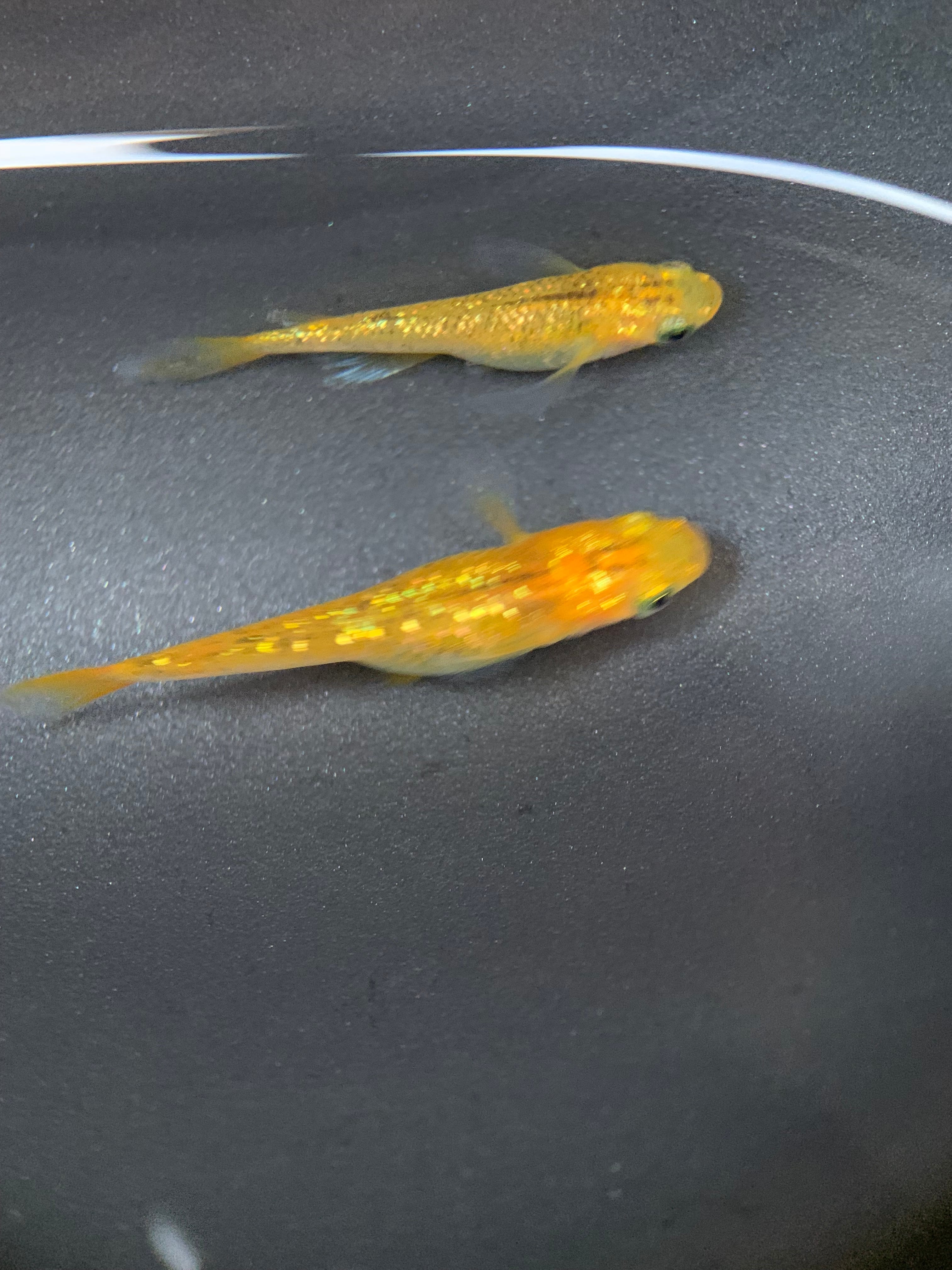 富士宮めだか WI-03 めだか 成魚 産卵中1ペア