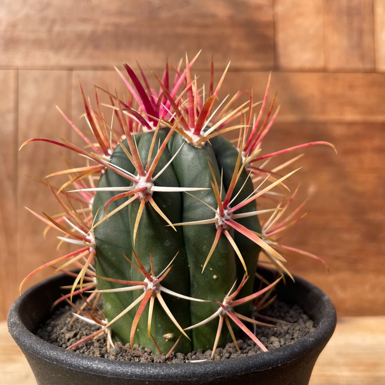Ferocactus coloratus 【フェロカクタス・神仙玉】