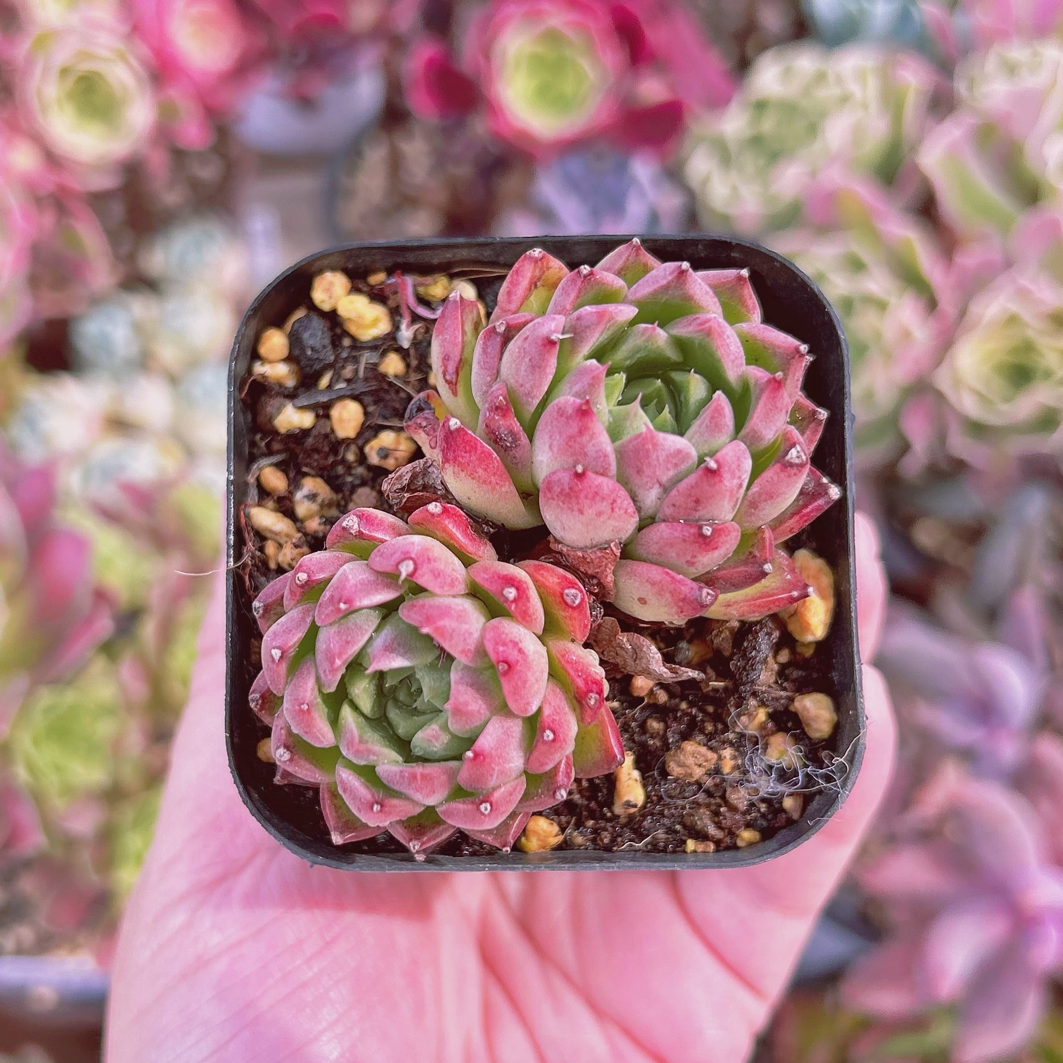 #2215現物　多肉植物　 ヒアリナxルビン