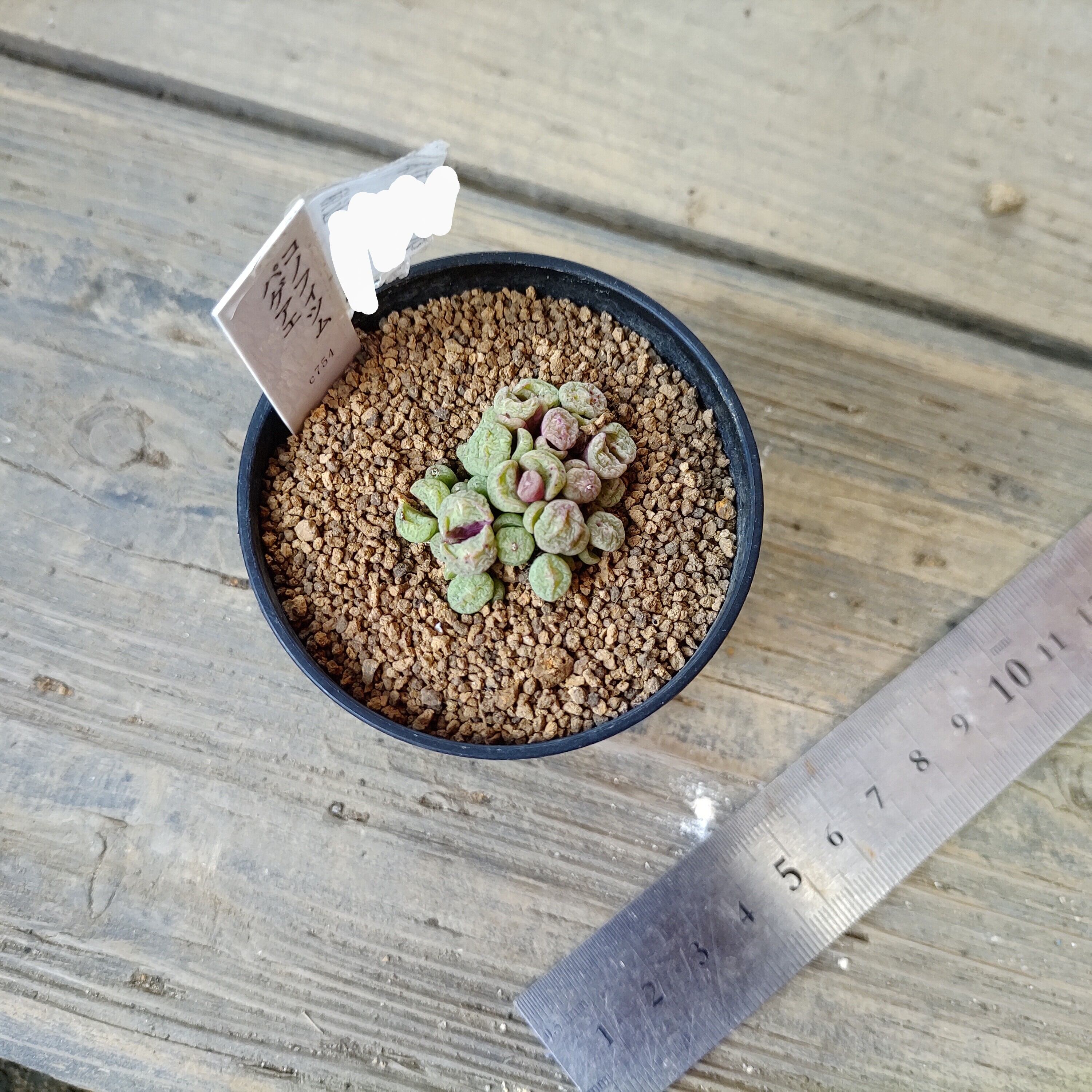 コノフィツム パゲアエ | RuPo 多肉植物専門店