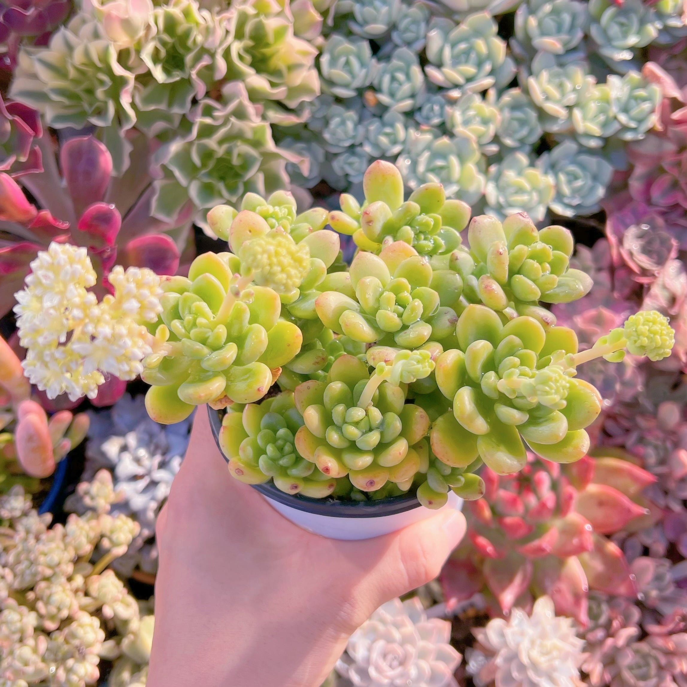 現品　シャングリラ#A23   るる農園