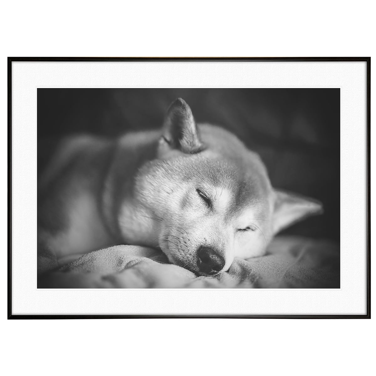 動物写真 柴犬 インテリア モノクロアートポスター額装 AS1233