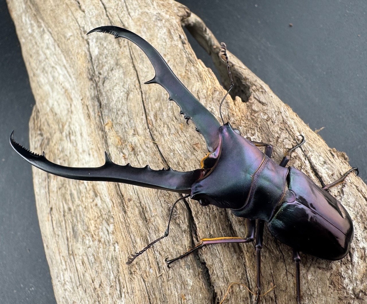 【美麗】《メタリフェルホソアカ亜種finae 78mm ペア》わたくわ氏ブリード個体