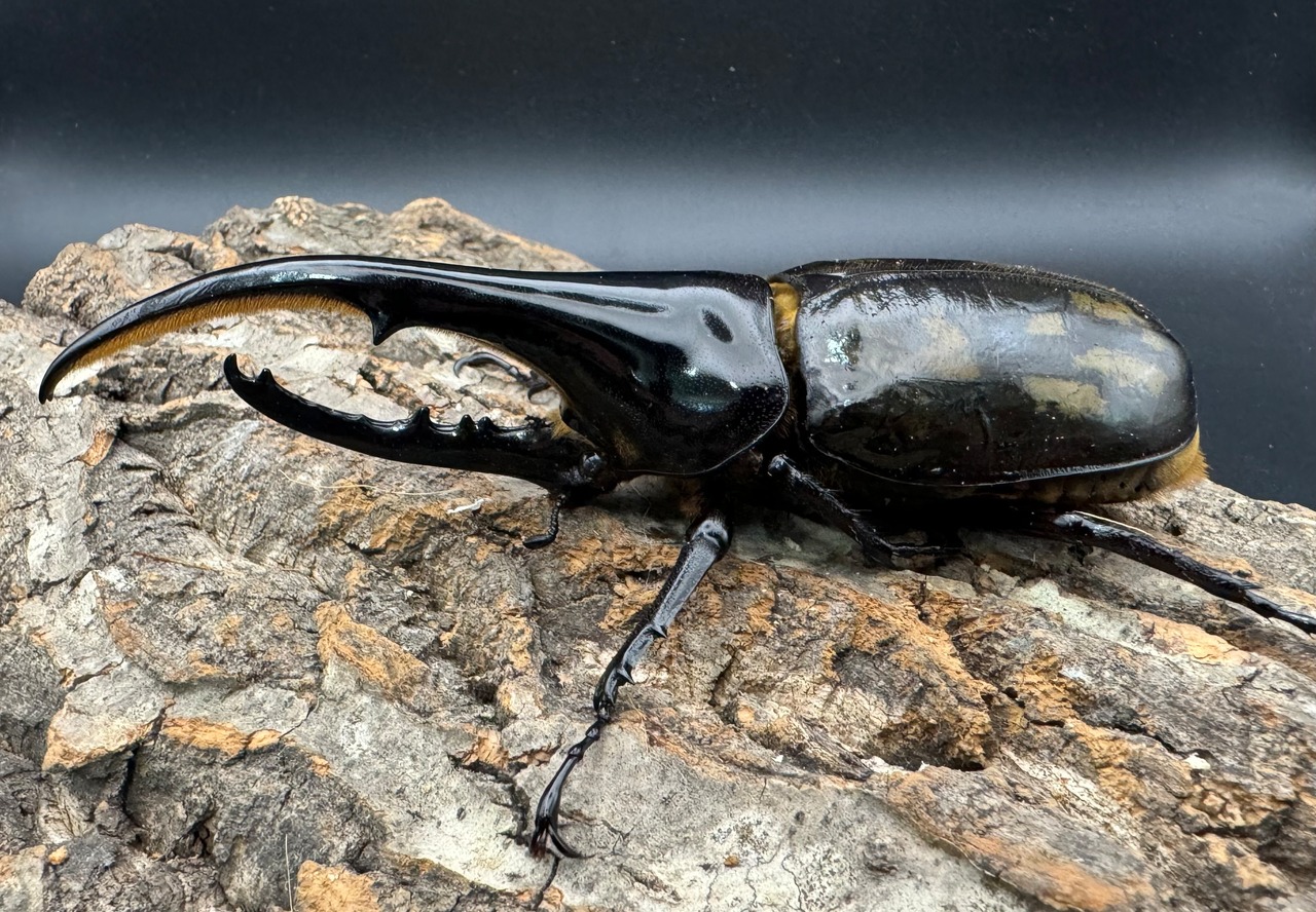 《ヘラクレス・ヘラクレス 144mm ペア》