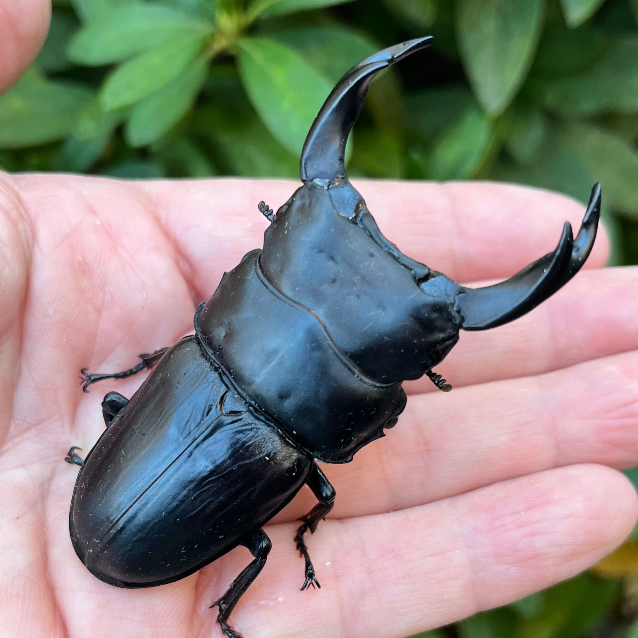山梨県韮崎市穂坂町産オオクワガタ♀単品F1個体48mm #6440 | Dorcus