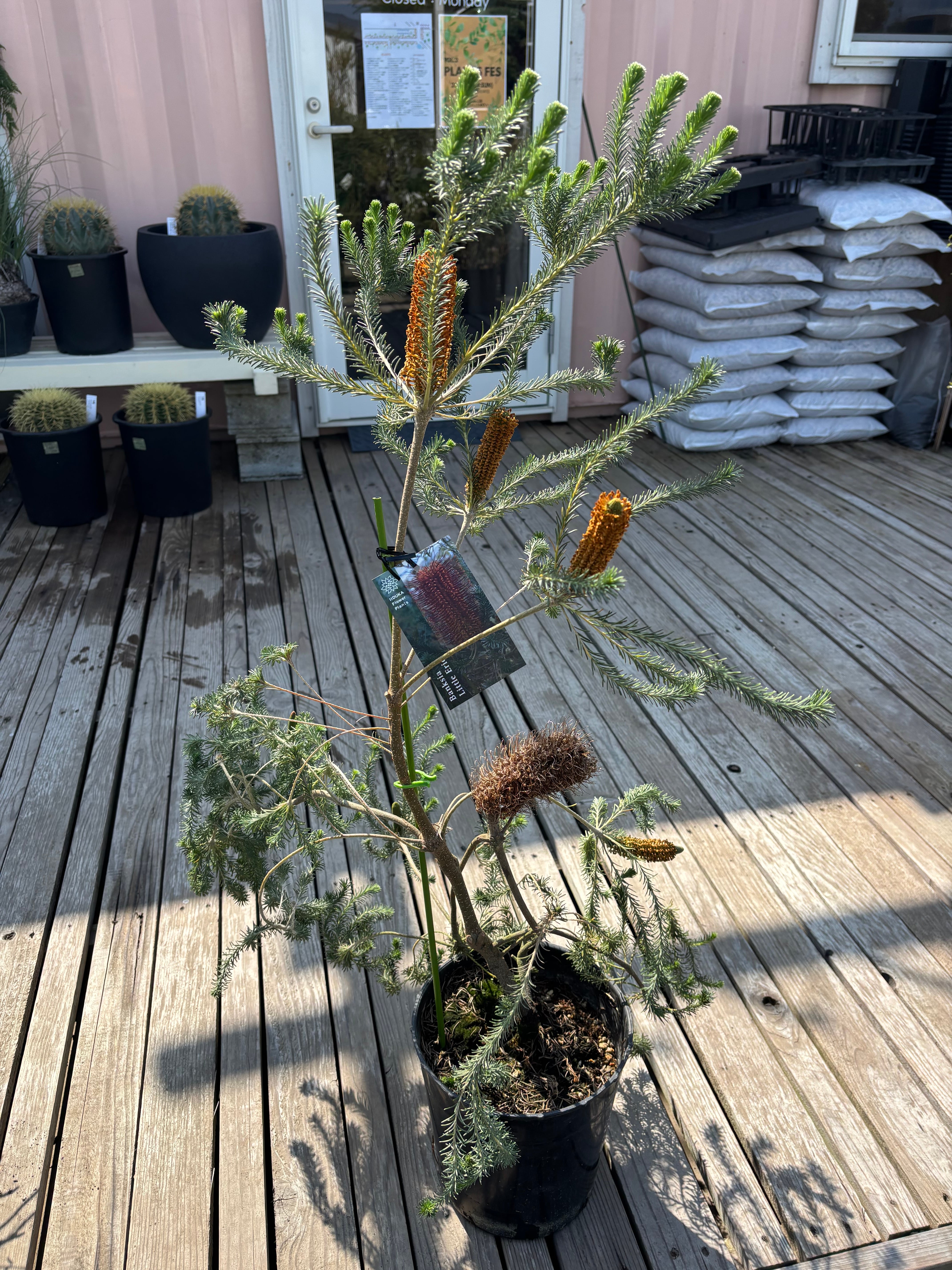 Banksia Little Eric バンクシア リトルエリック バンクシア リトルエリック | MELLOW Plants & Coffee