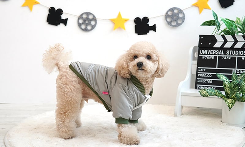 【SALE】トレンディーブルゾン S ~ XL 2color / 犬服 秋冬 新作 アウター ダウン ジャケット ドッグウェア 犬の服 ペット ワンコ服 暖かい 裏起毛 ボア 小型犬 outer27