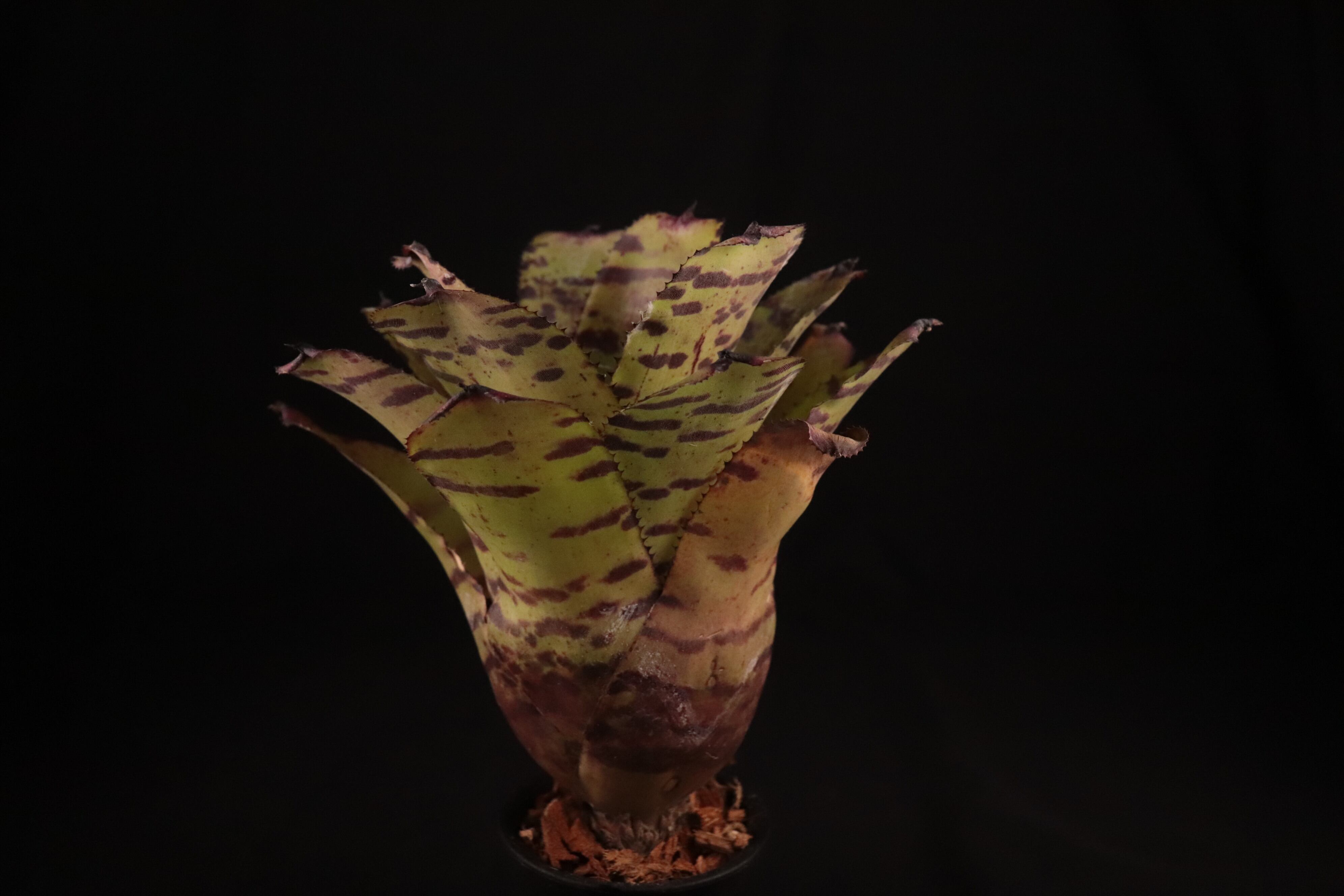 A. Chocolate x N. Blushing Tiger N0592