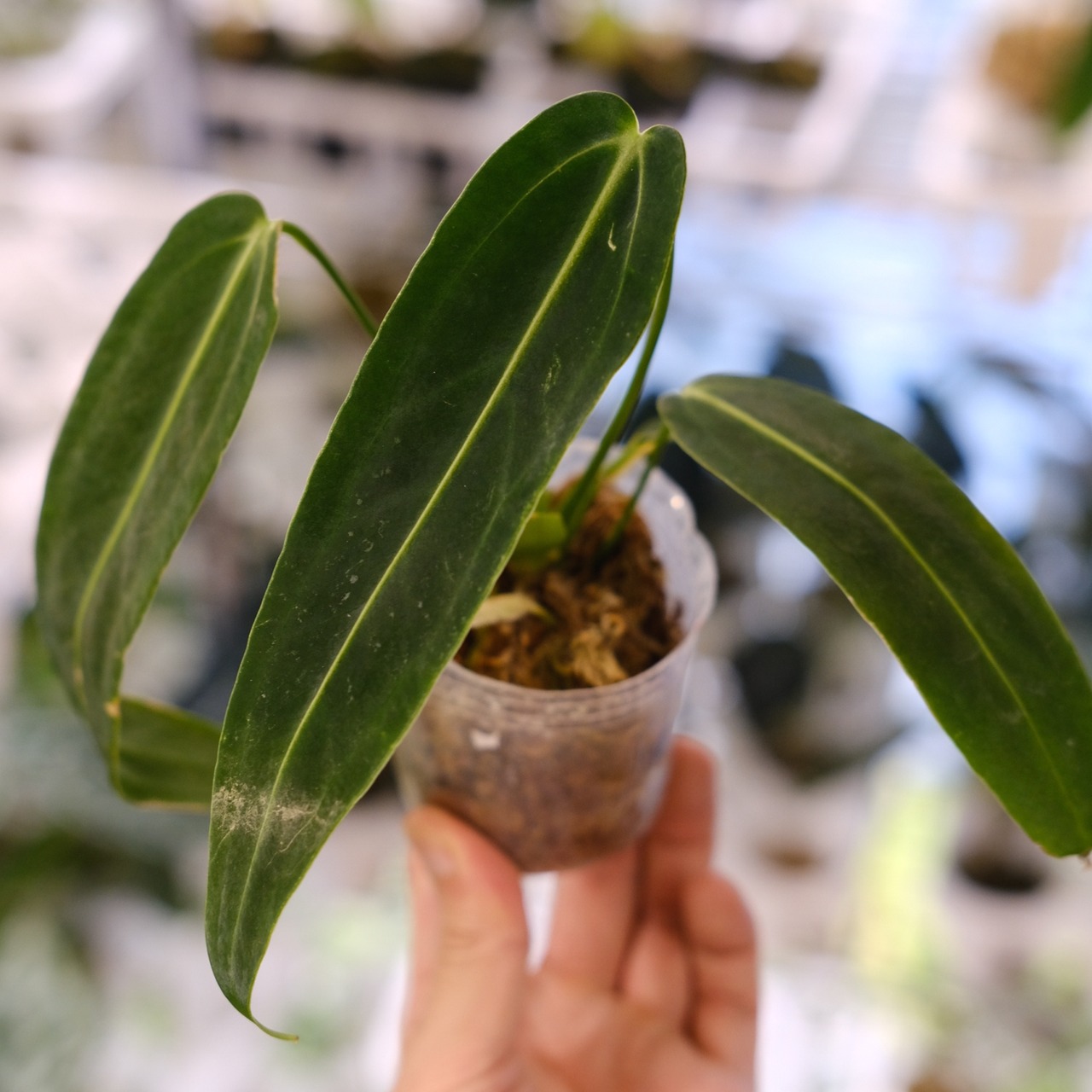 アンスリウム ワロクアーナム / Anthurium Warocqueanum㉑ / 観葉植物<育て方・花言葉>