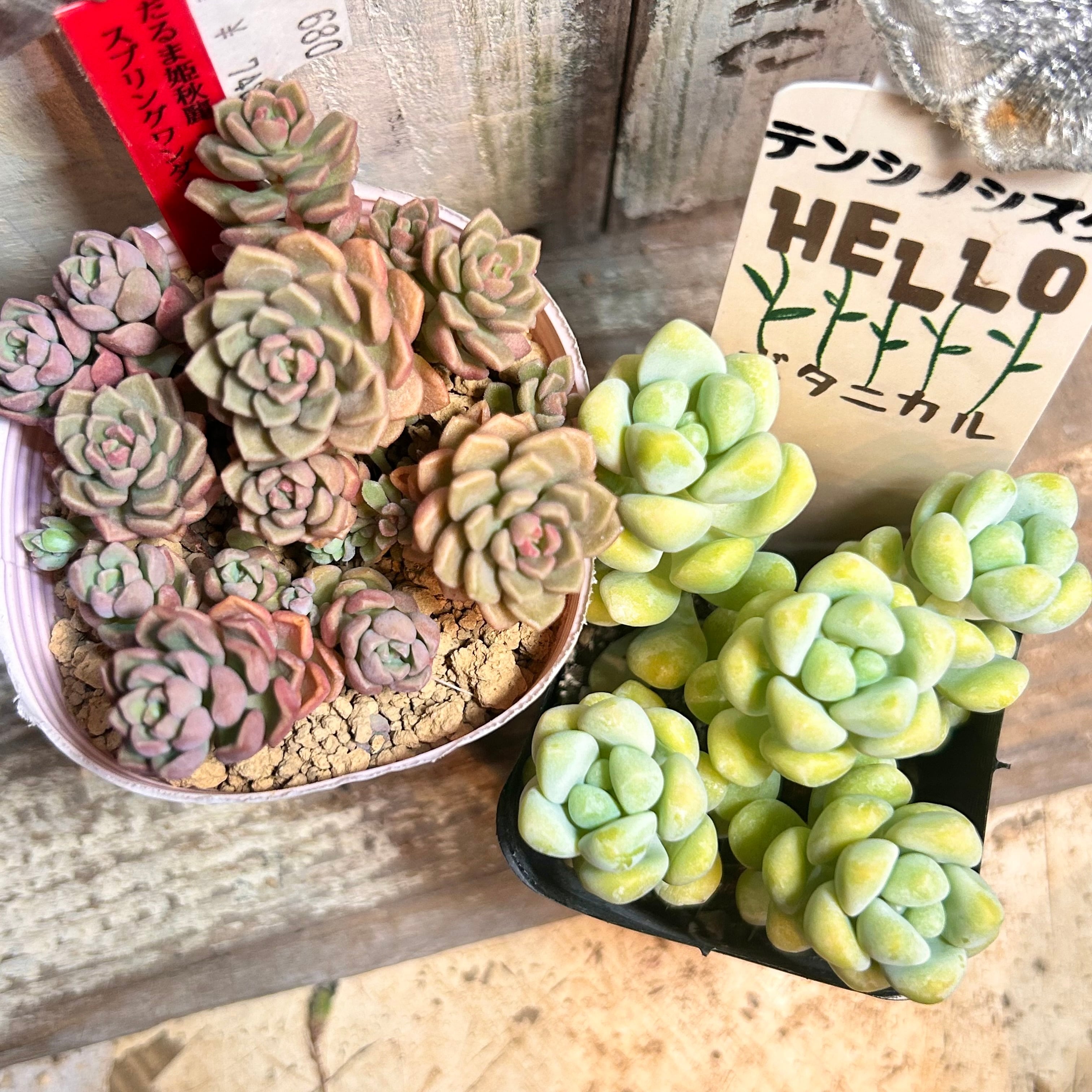 ハオルチア | RuPo 多肉植物専門店