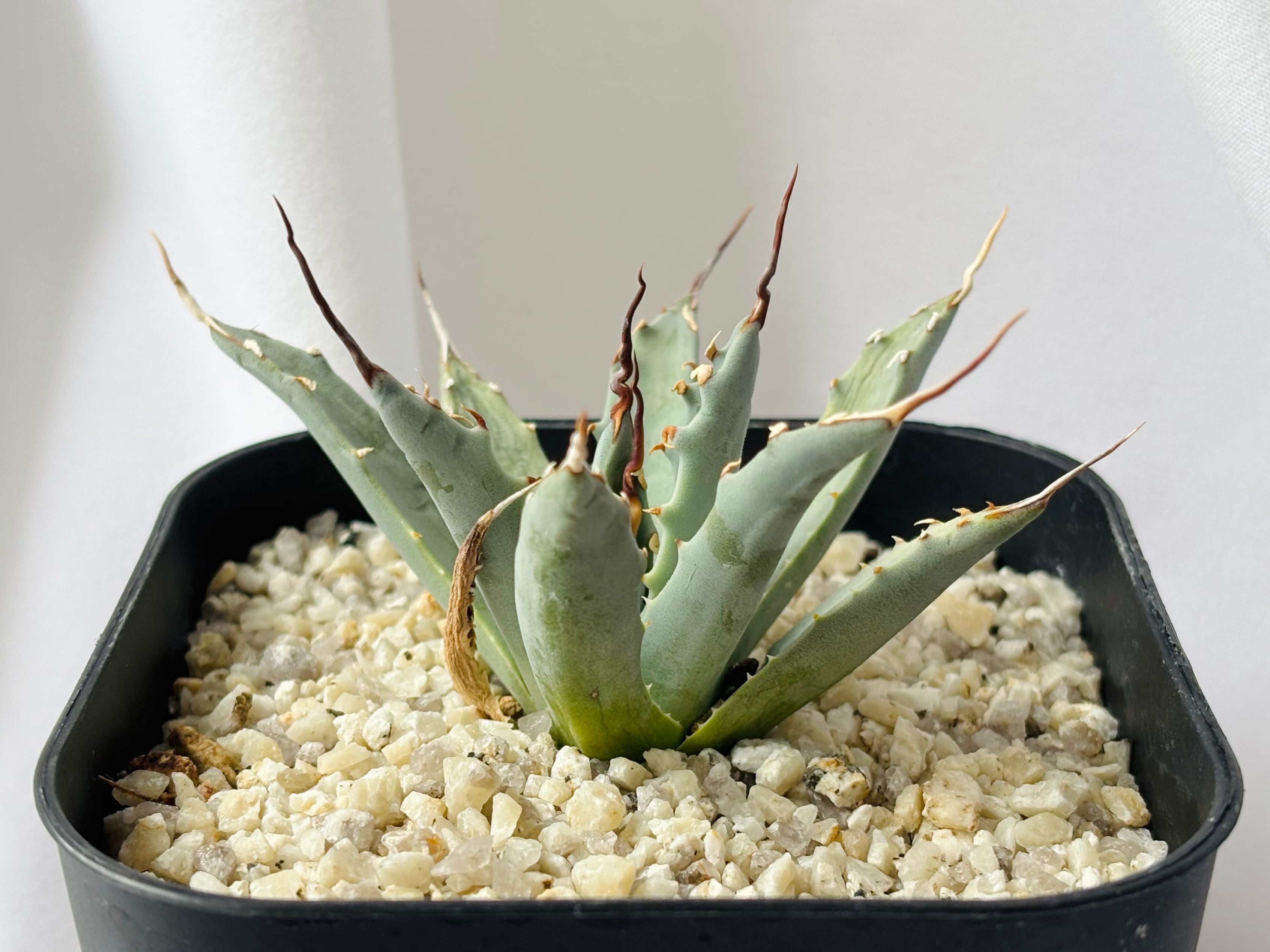 Agave アガベ | plants MARU ーサボテン・多肉植物のお店ー