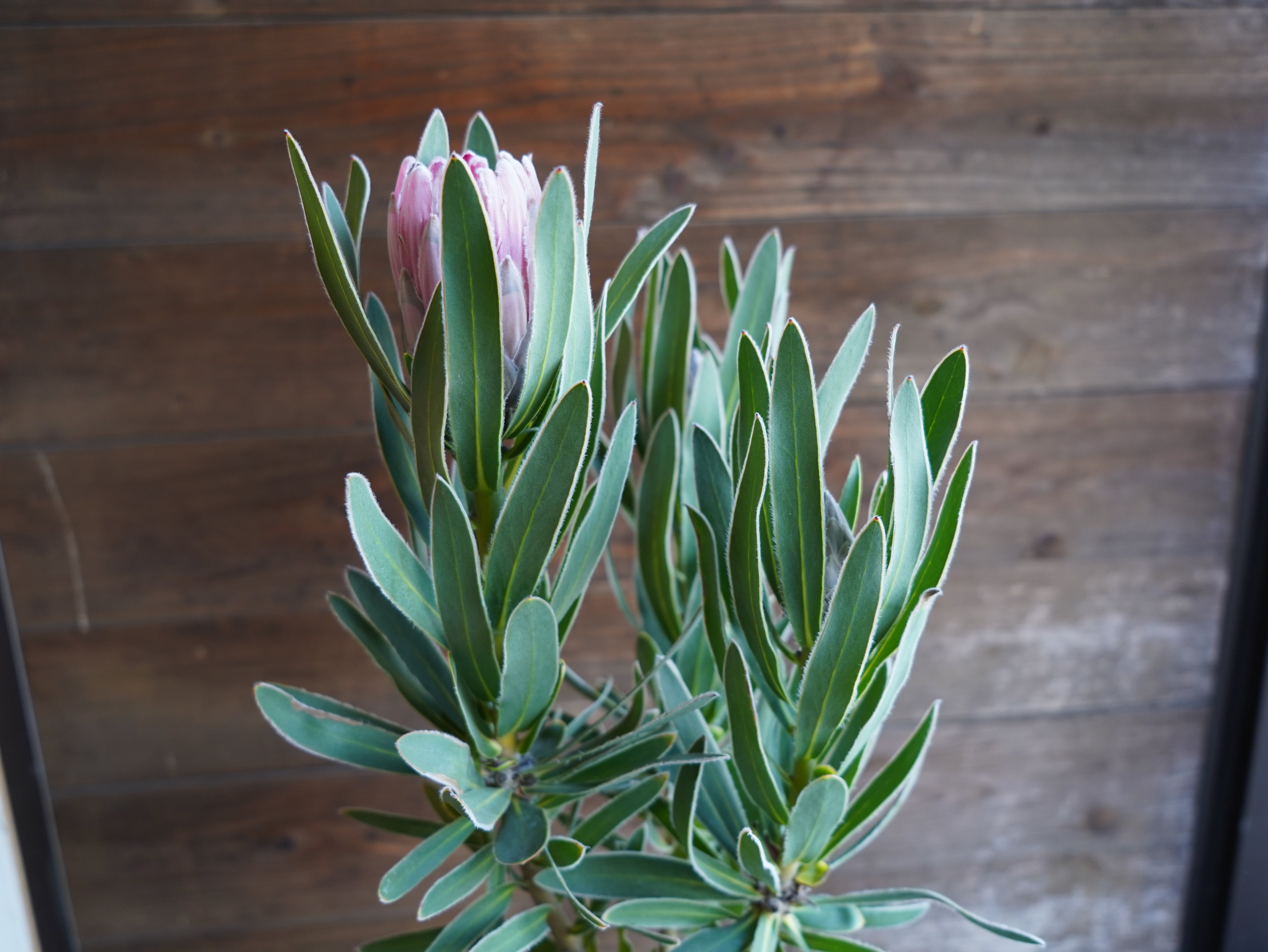 【現物】プロテア　"ピンクパール"